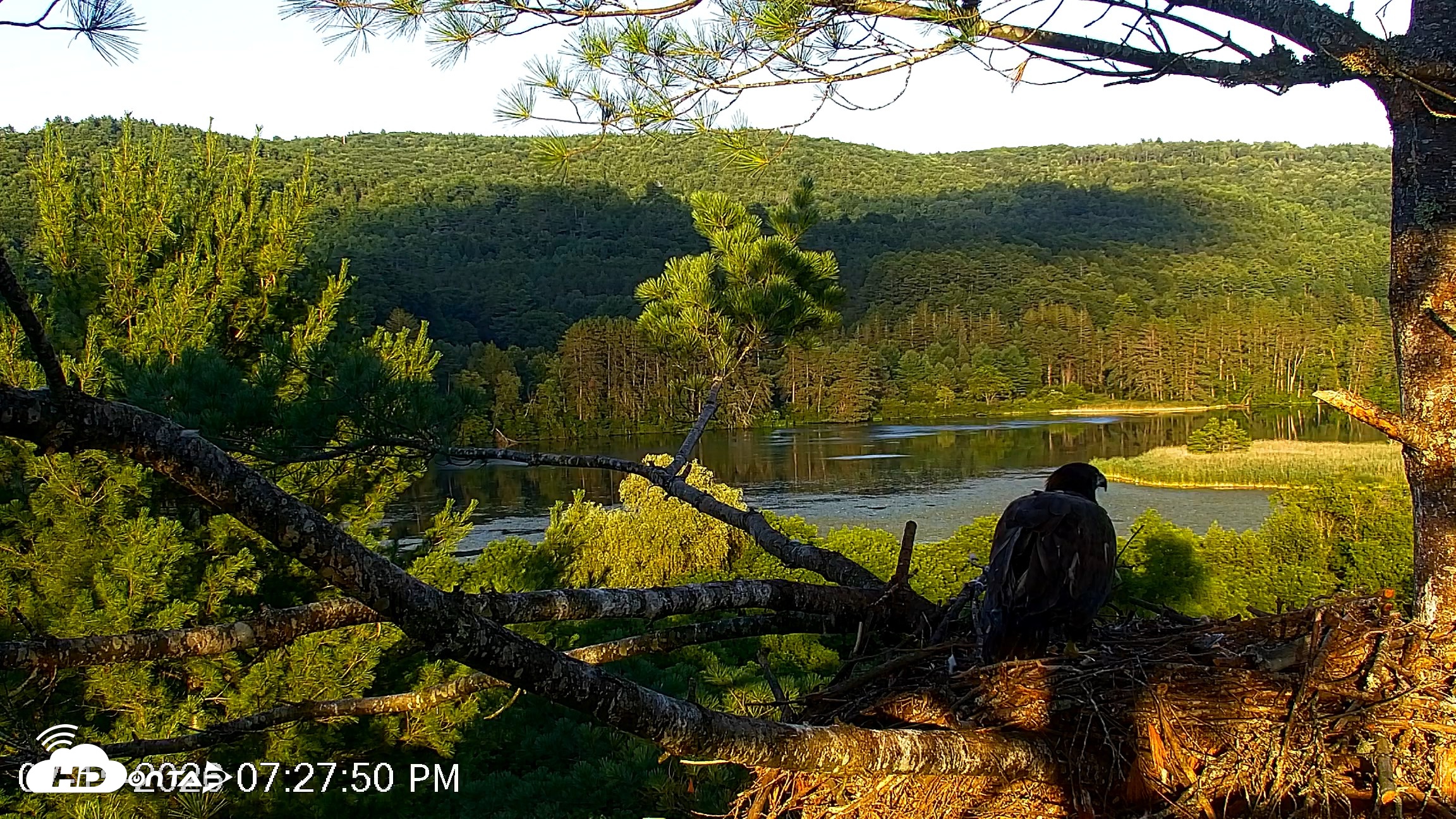 Snapshot of VINS Bald Eagles Nest Live Cams taken Jul 15, 2026, 7:28pm EDT
