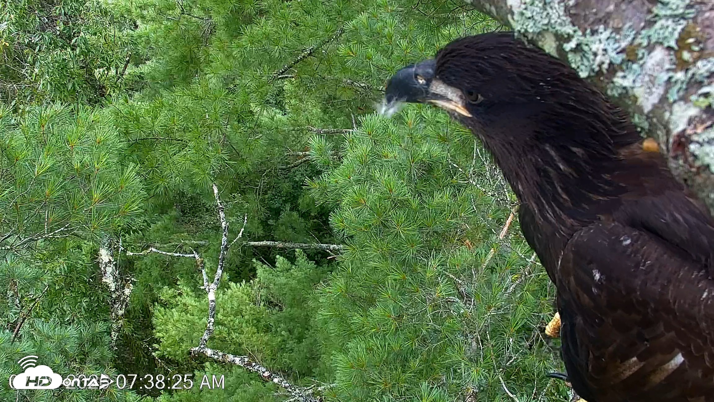 Snapshot of VINS Bald Eagles Nest Live Cams taken Jul 29, 2026, 7:39am EDT