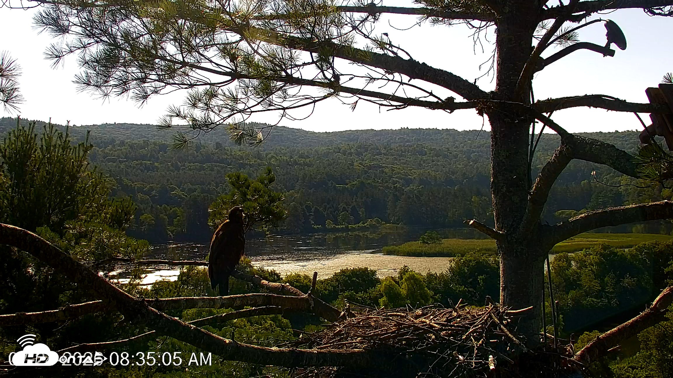 Snapshot of VINS Bald Eagles Nest Live Cams taken Jul 24, 2026, 8:35am EDT