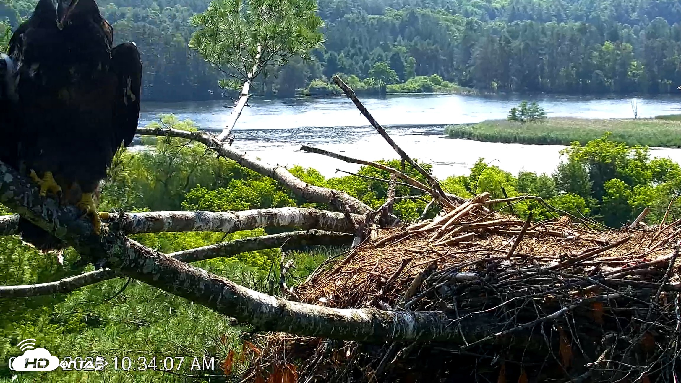 Snapshot of VINS Bald Eagles Nest Live Cams taken Jul 3, 2026, 10:35am EDT