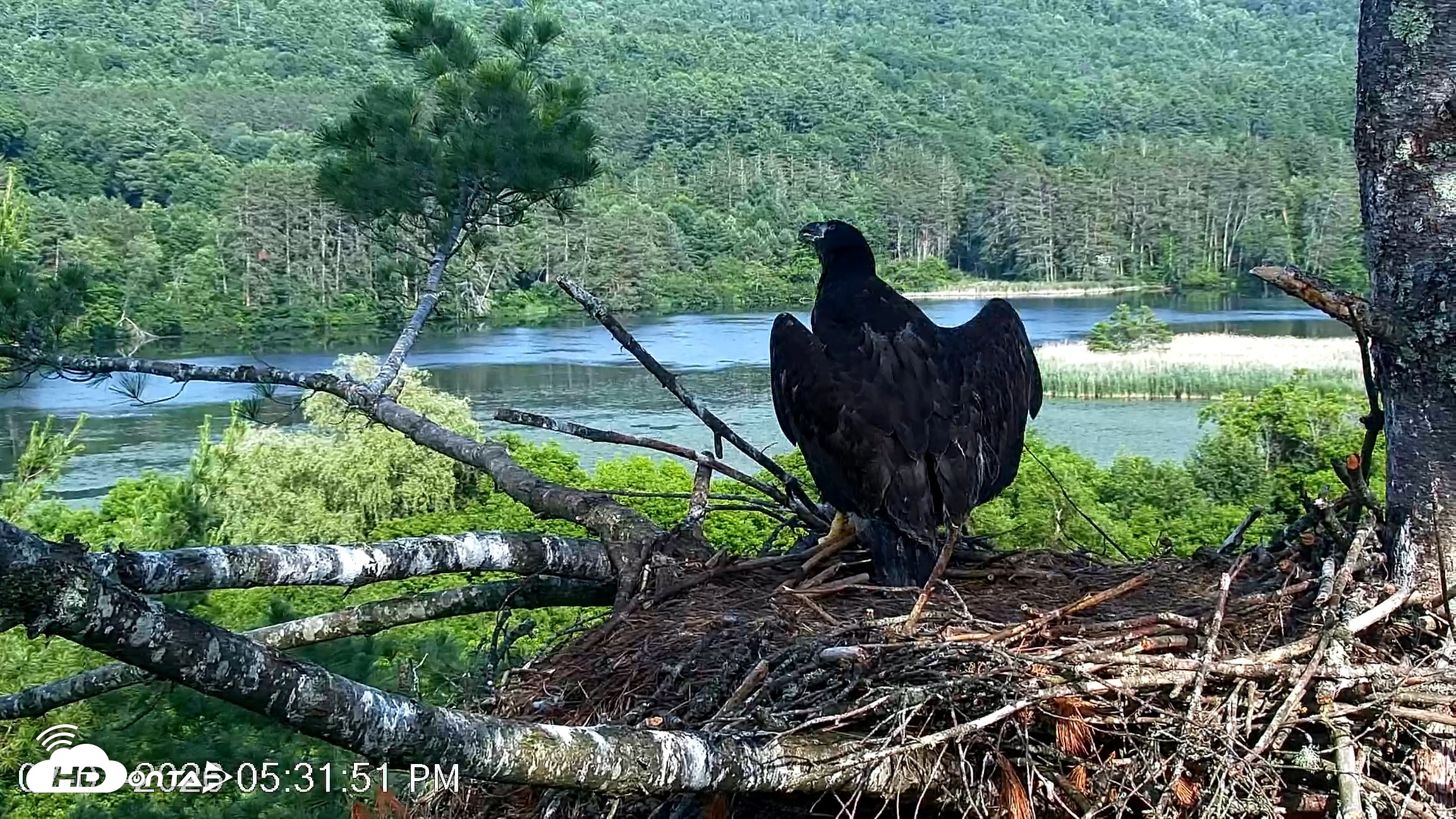 Snapshot of VINS Bald Eagles Nest Live Cams taken Jul 1, 2026, 5:32pm EDT