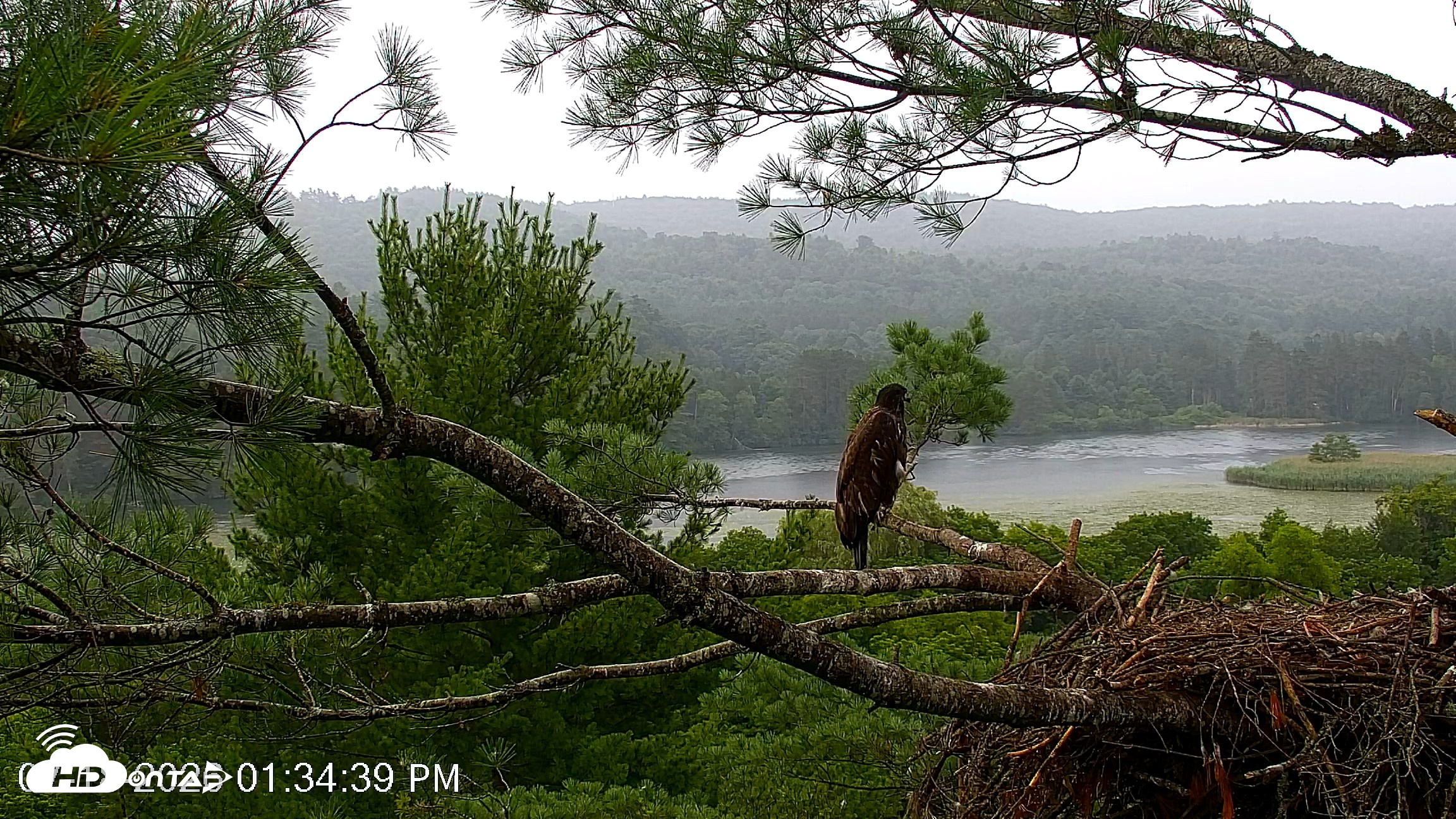 Snapshot of VINS Bald Eagles Nest Live Cams taken Jul 18, 2026, 1:35pm EDT