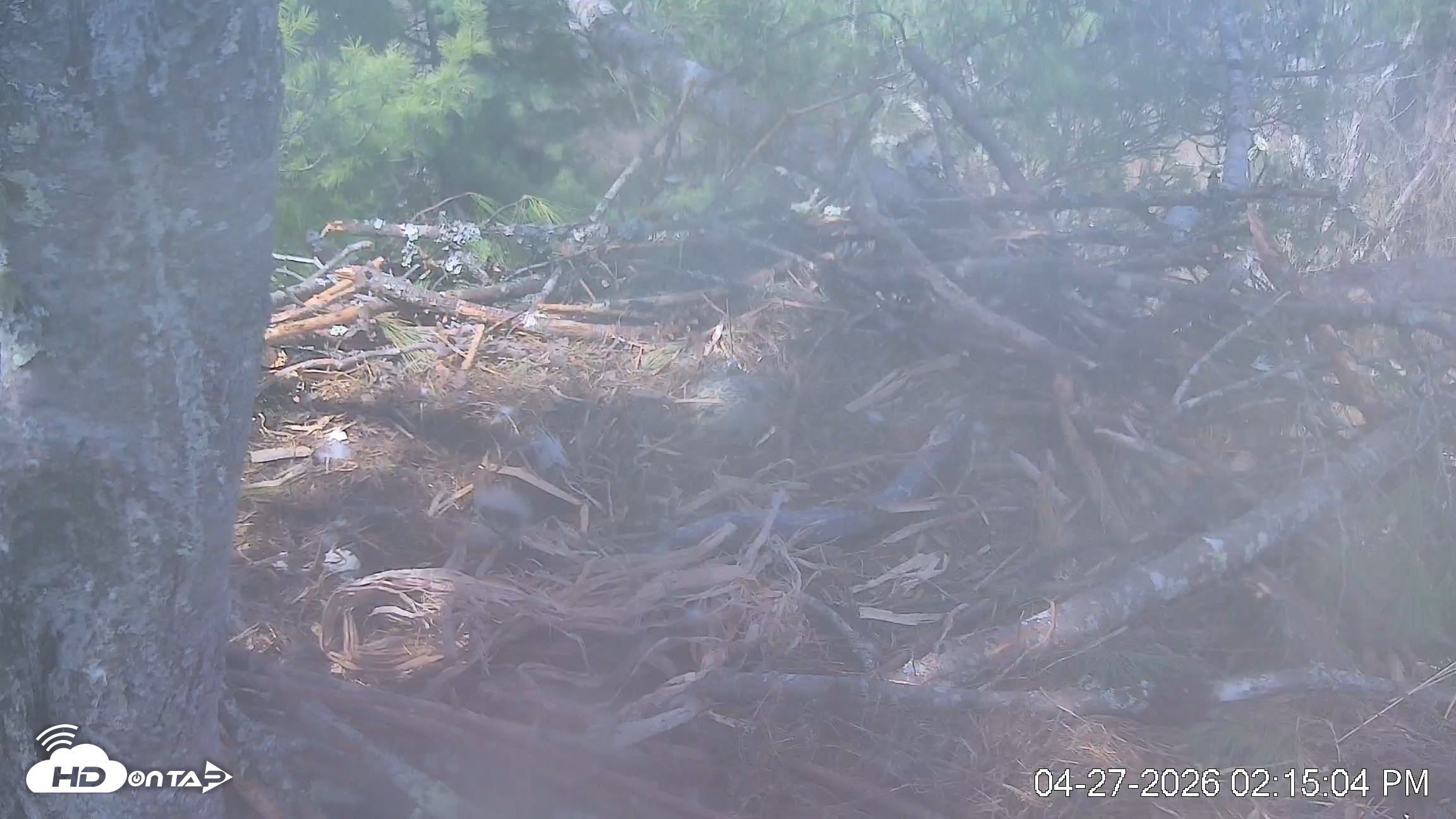 Snapshot of VINS Bald Eagles Nest Live Cams taken Apr 27, 2026, 2:15pm EDT