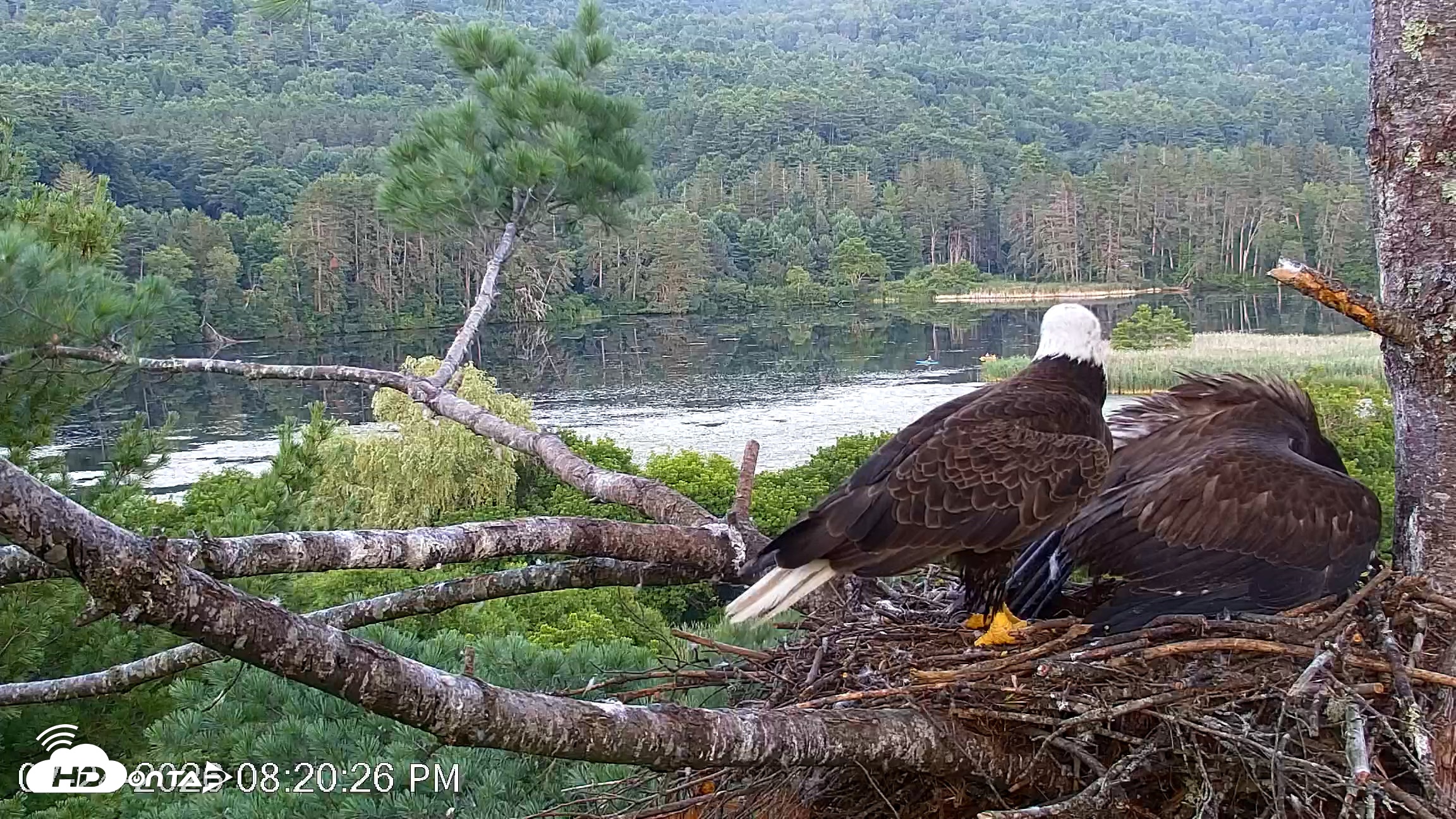 Snapshot of VINS Bald Eagles Nest Live Cams taken Jul 24, 2026, 8:20pm EDT