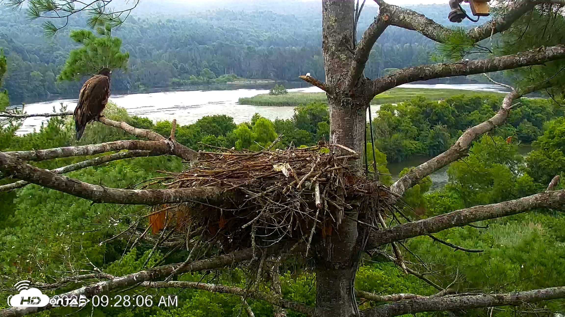 Snapshot of VINS Bald Eagles Nest Live Cams taken Jul 28, 2026, 9:28am EDT