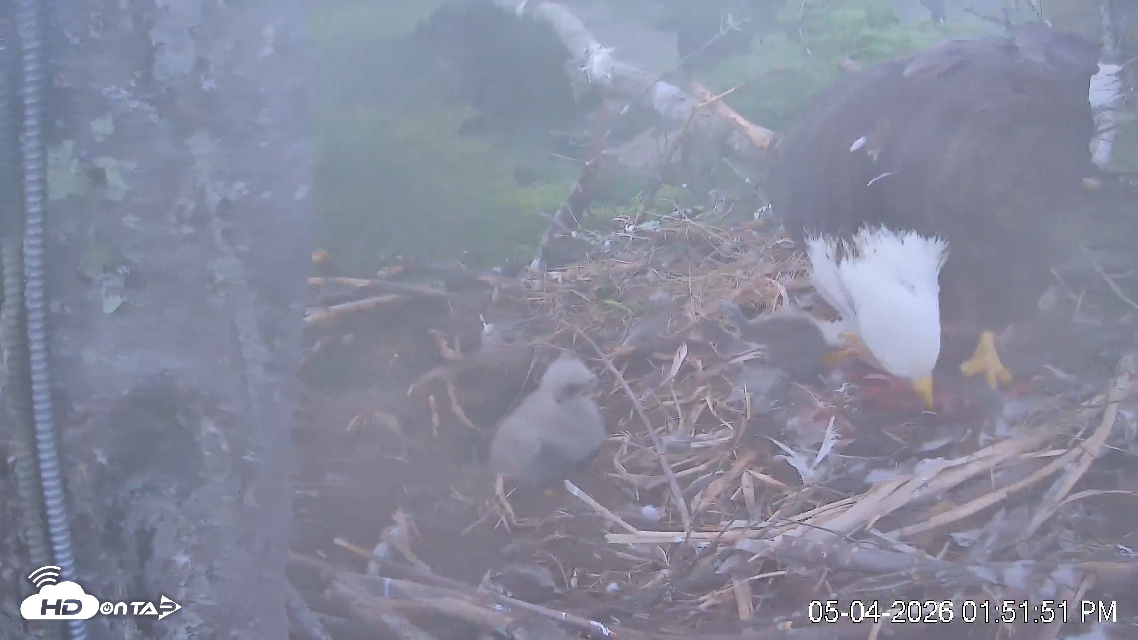 Snapshot of VINS Bald Eagles Nest Live Cams taken May 4, 2026, 1:52pm EDT