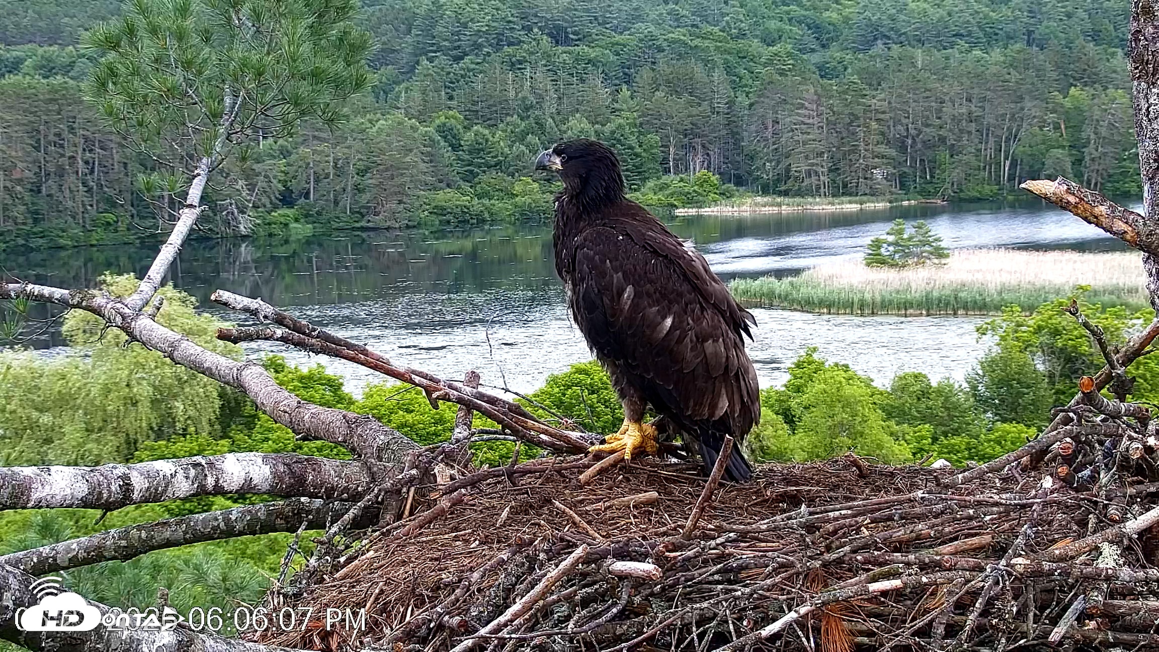 Snapshot of VINS Bald Eagles Nest Live Cams taken Jun 23, 2026, 6:06pm EDT