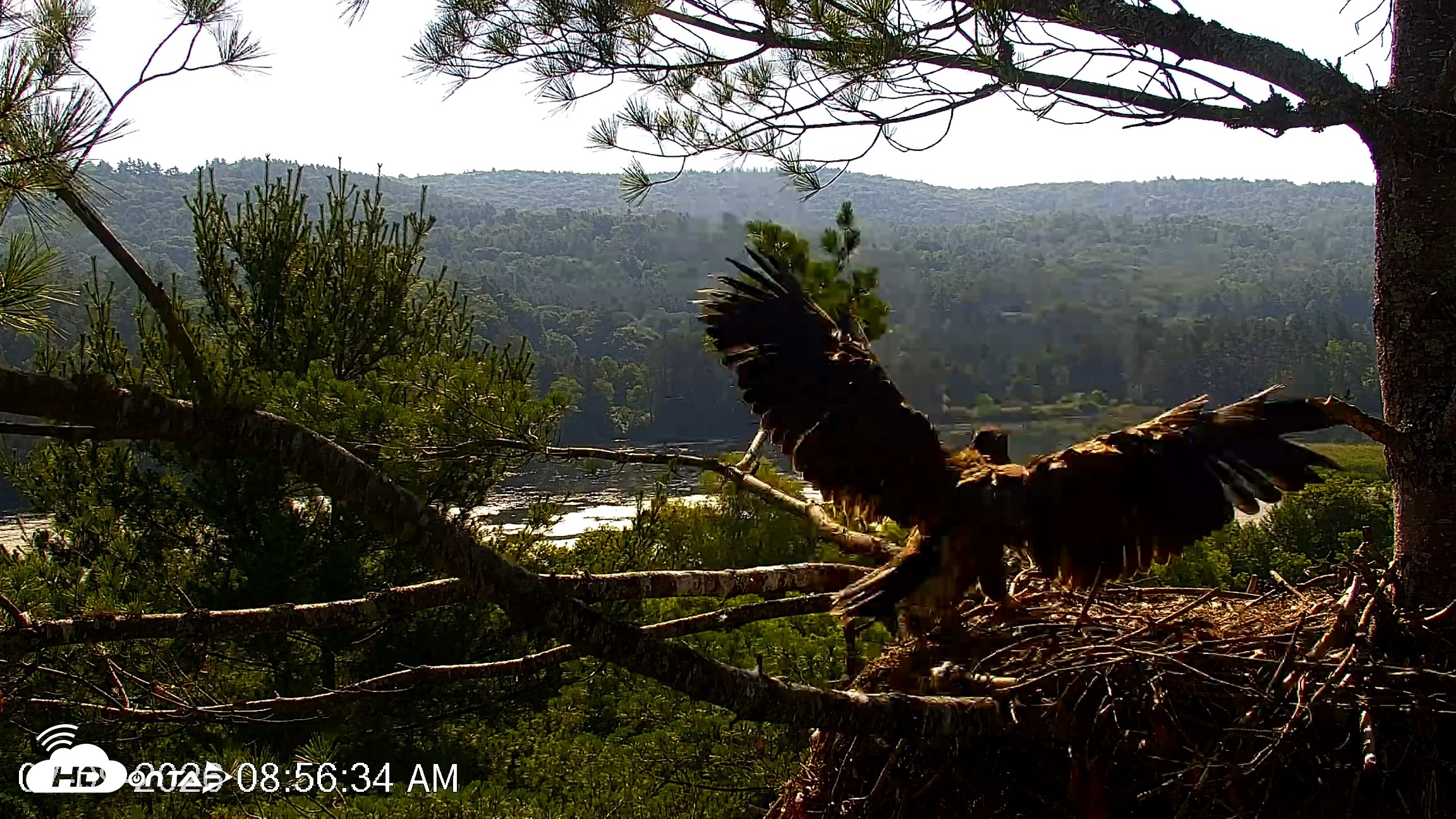 Snapshot of VINS Bald Eagles Nest Live Cams taken Jul 9, 2026, 8:57am EDT