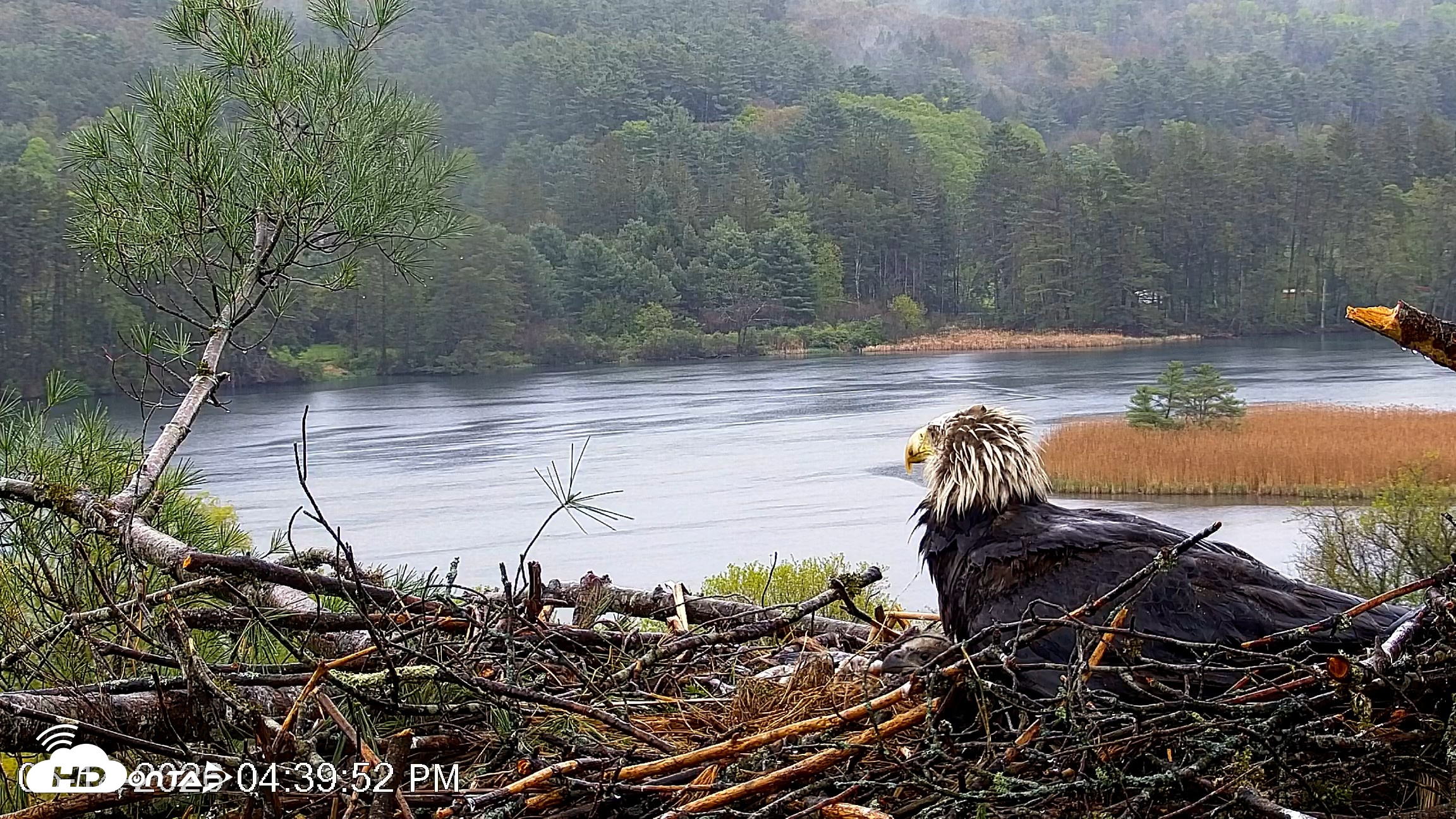 Snapshot of VINS Bald Eagles Nest Live Cams taken May 14, 2026, 4:40pm EDT