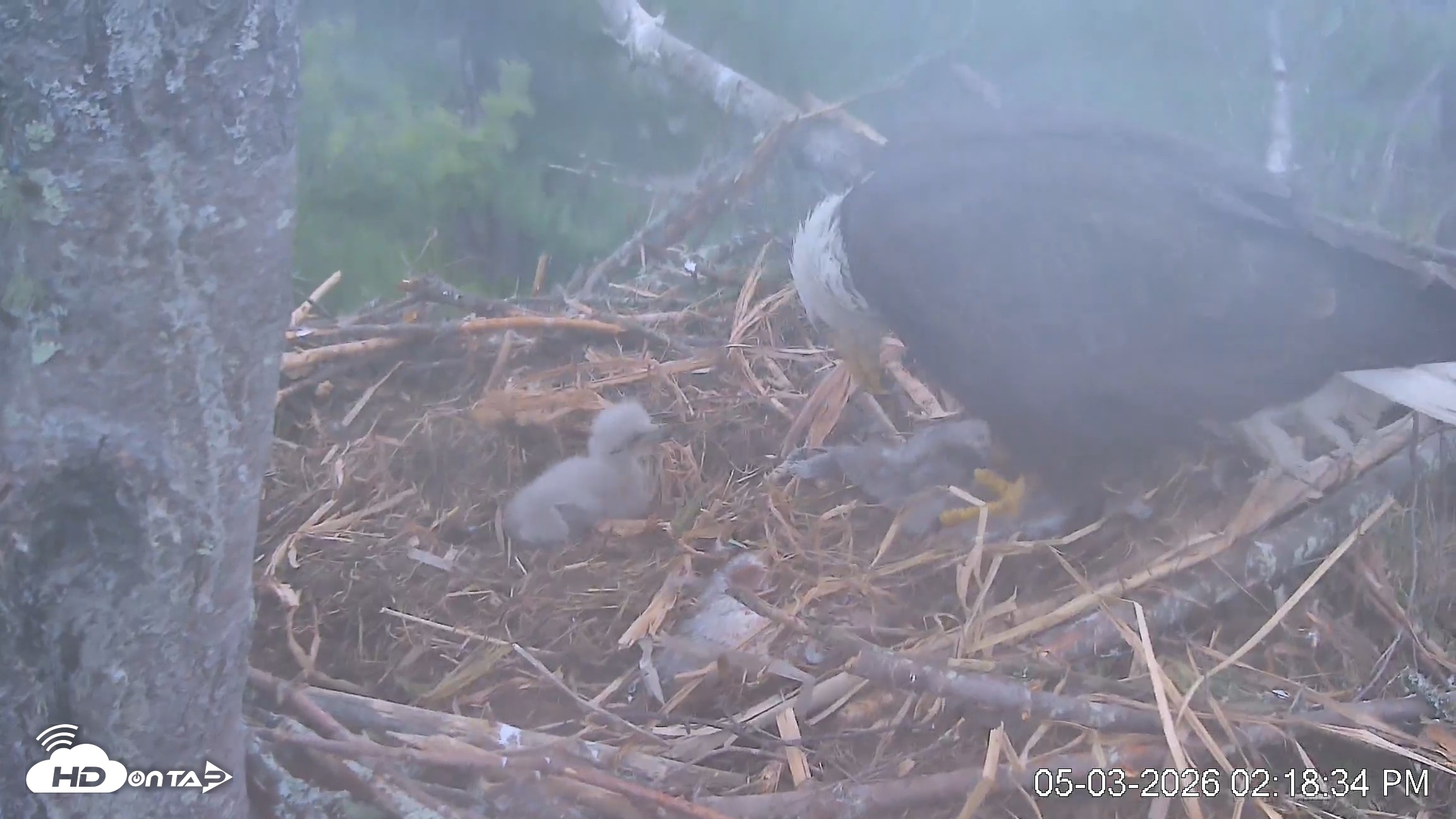 Snapshot of VINS Bald Eagles Nest Live Cams taken May 3, 2026, 2:19pm EDT