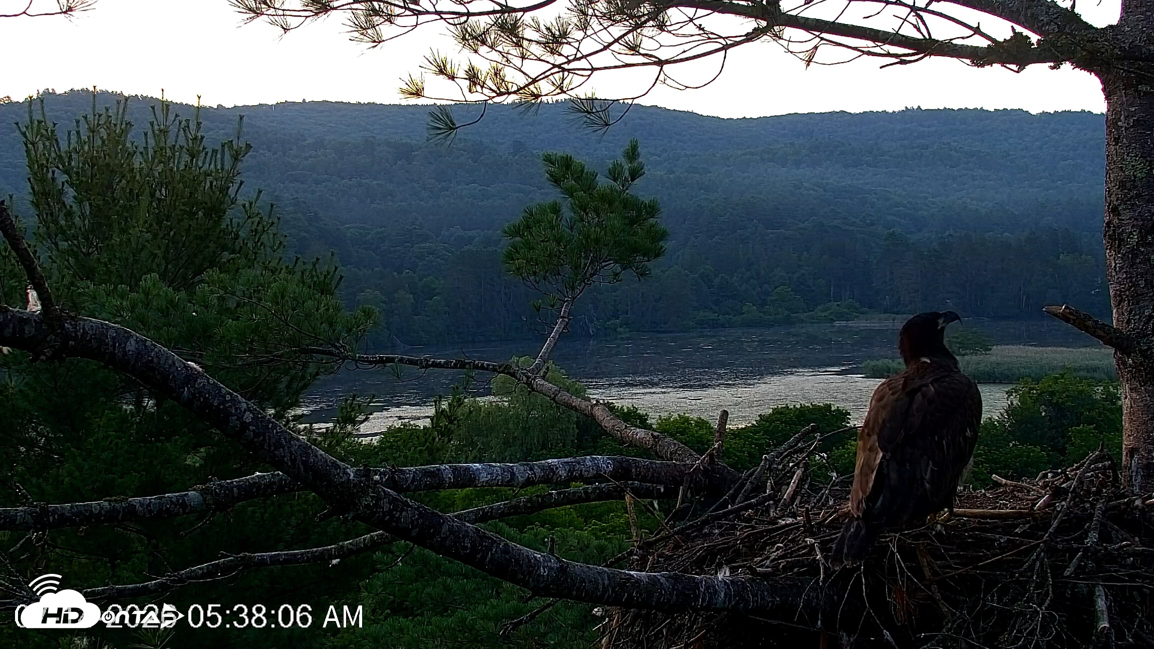 Snapshot of VINS Bald Eagles Nest Live Cams taken Jul 14, 2026, 5:38am EDT
