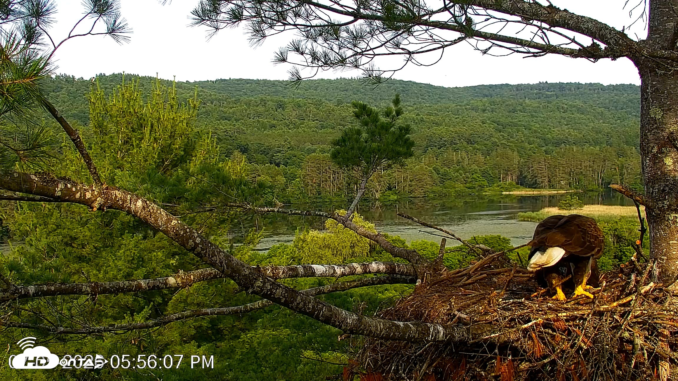Snapshot of VINS Bald Eagles Nest Live Cams taken Jul 5, 2026, 5:56pm EDT