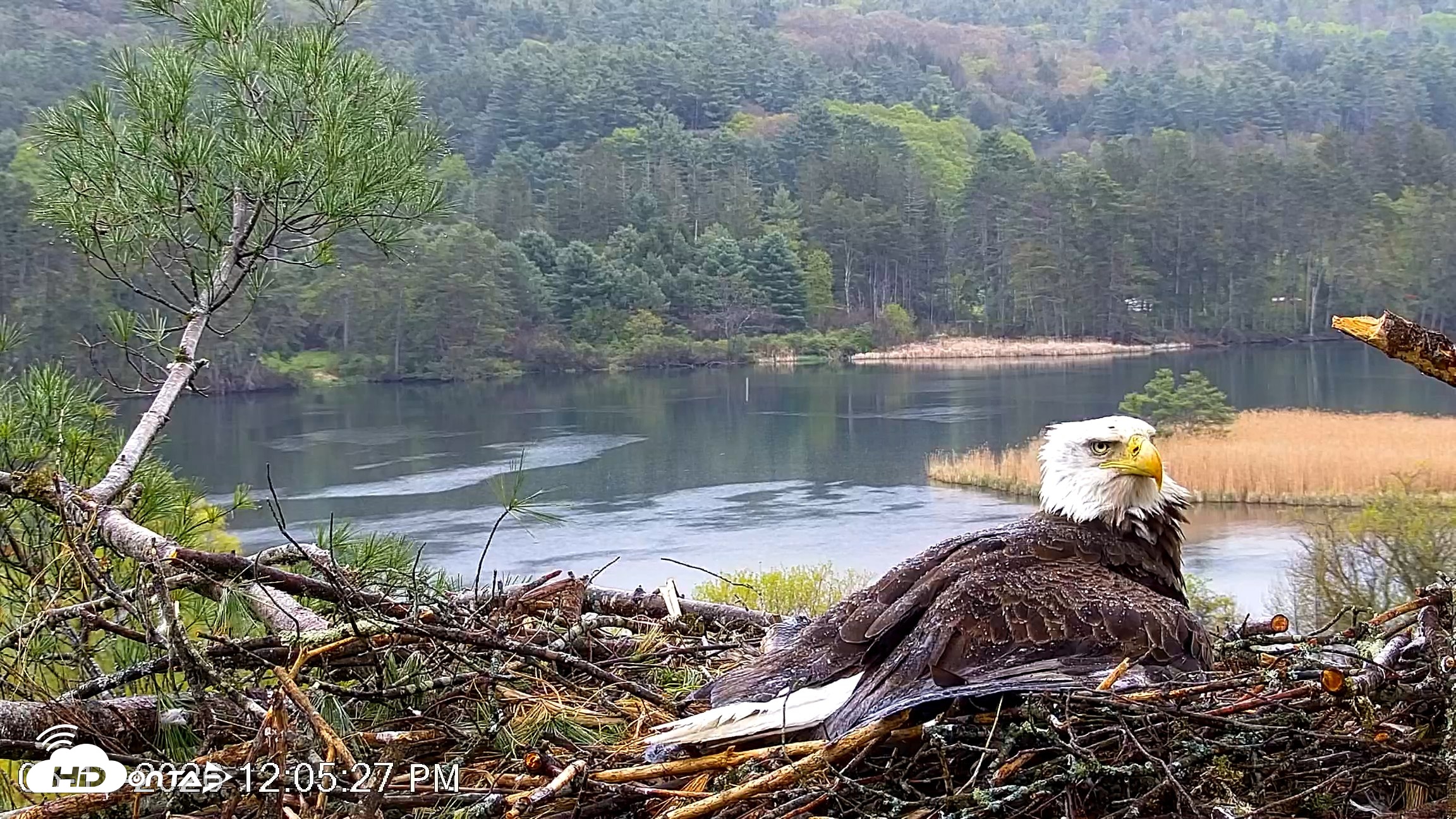 Snapshot of VINS Bald Eagles Nest Live Cams taken May 13, 2026, 12:06pm EDT