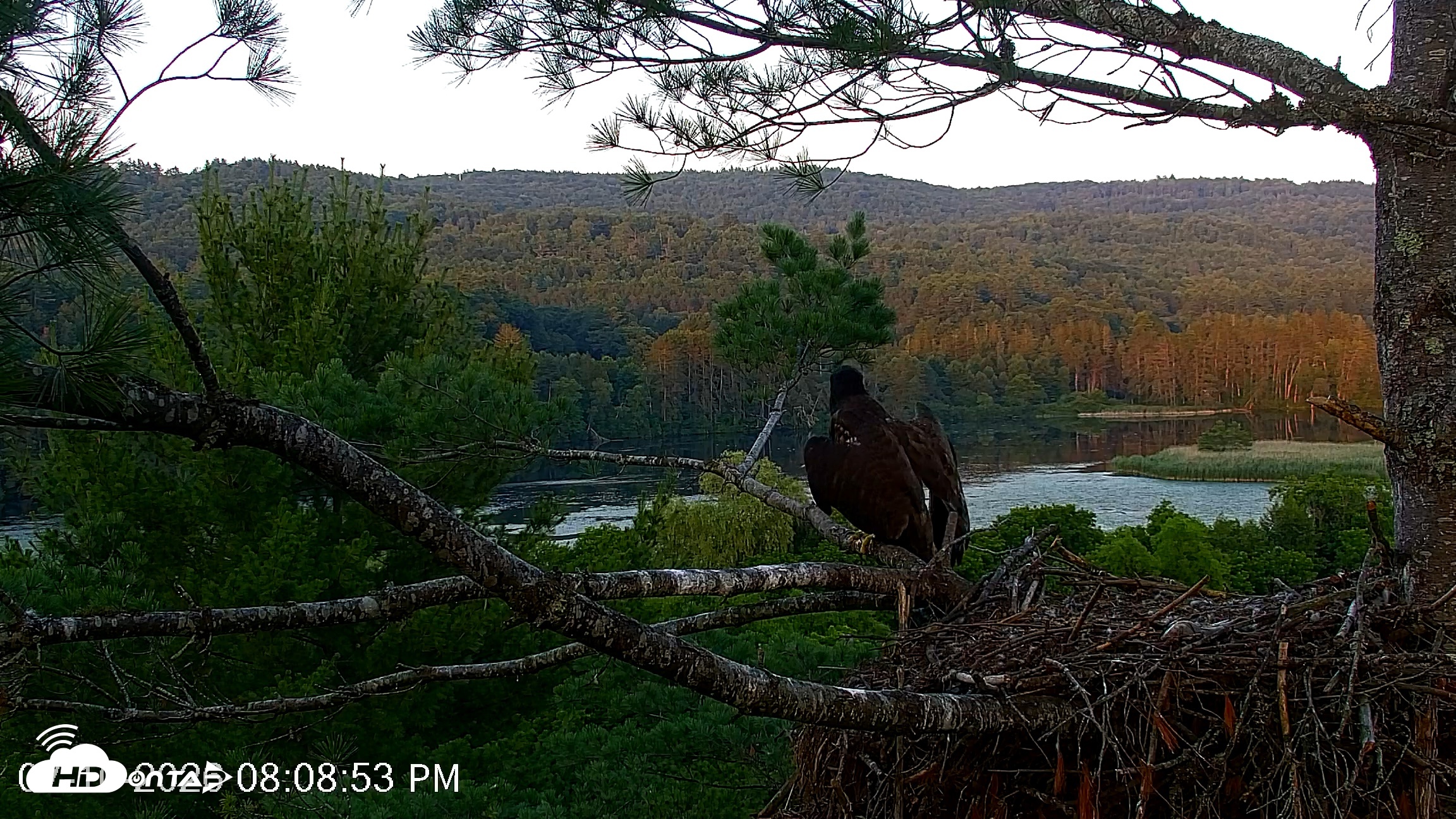 Snapshot of VINS Bald Eagles Nest Live Cams taken Jul 10, 2026, 8:10pm EDT