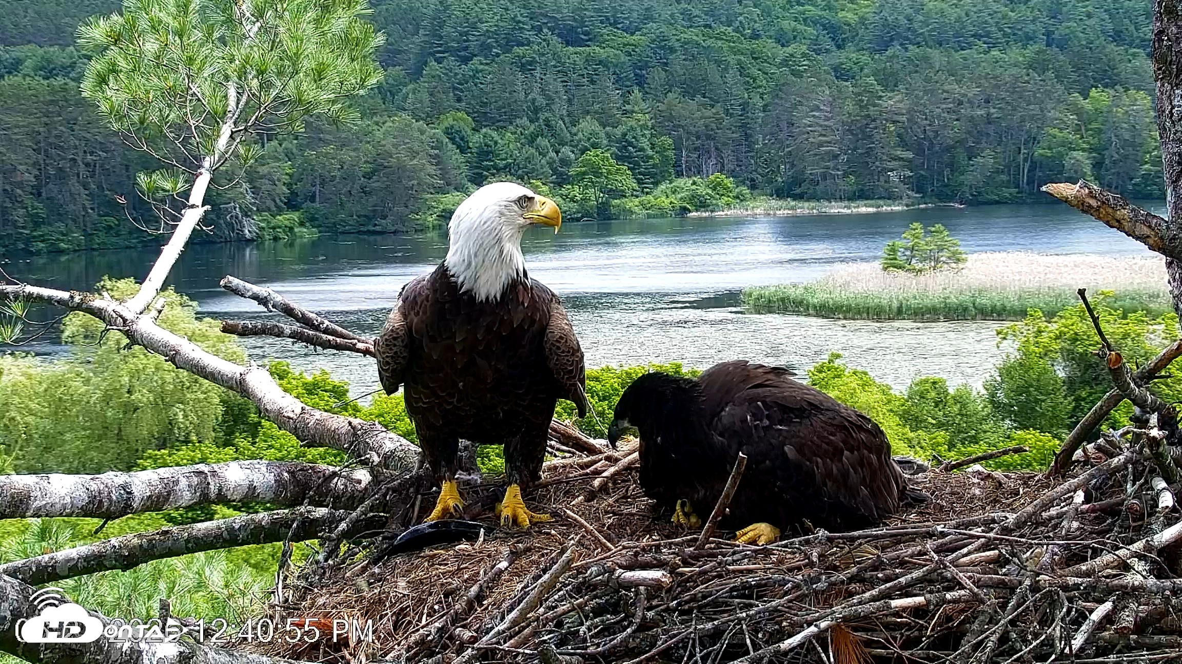 Snapshot of VINS Bald Eagles Nest Live Cams taken Jun 21, 2026, 12:41pm EDT