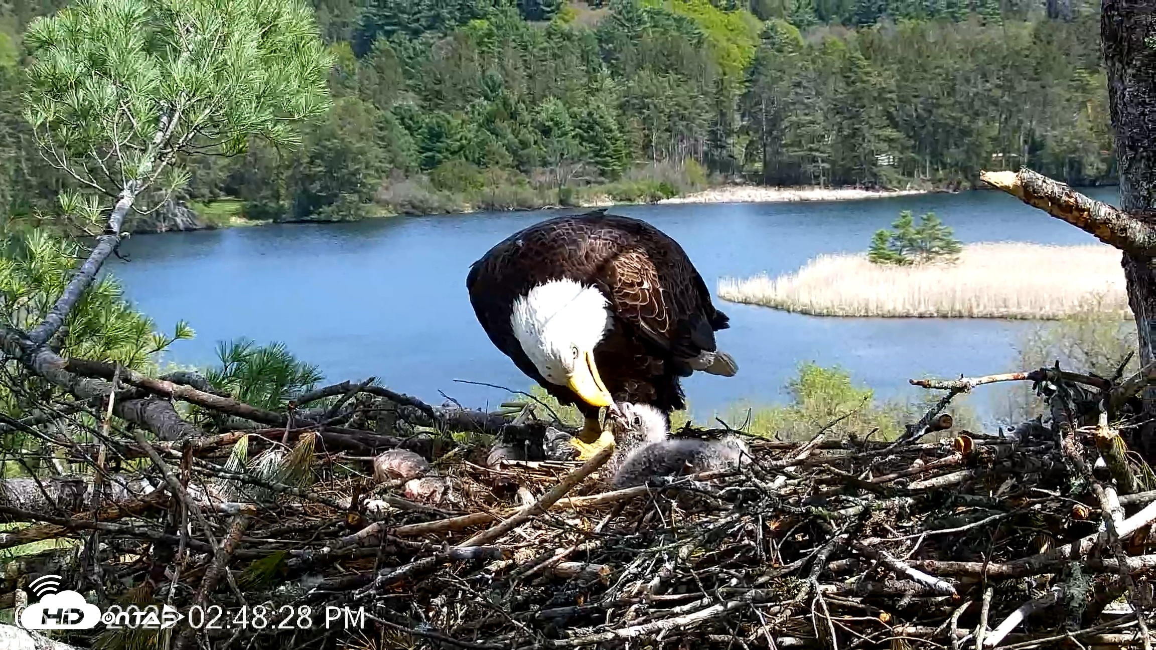 Snapshot of VINS Bald Eagles Nest Live Cams taken May 12, 2026, 2:49pm EDT