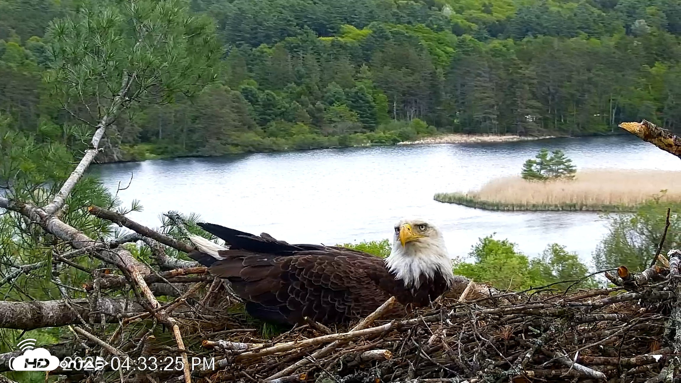 Snapshot of VINS Bald Eagles Nest Live Cams taken May 21, 2026, 4:34pm EDT