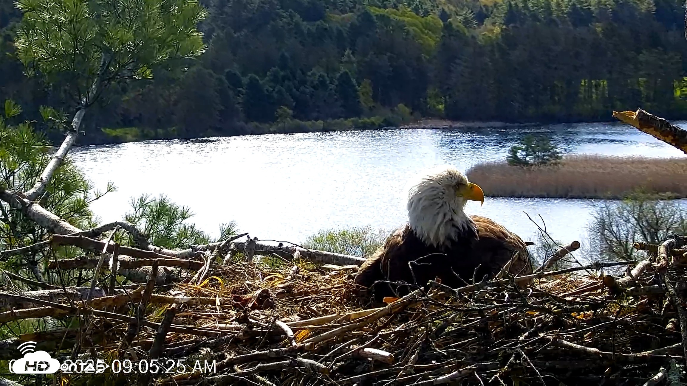 Snapshot of VINS Bald Eagles Nest Live Cams taken May 8, 2026, 9:06am EDT