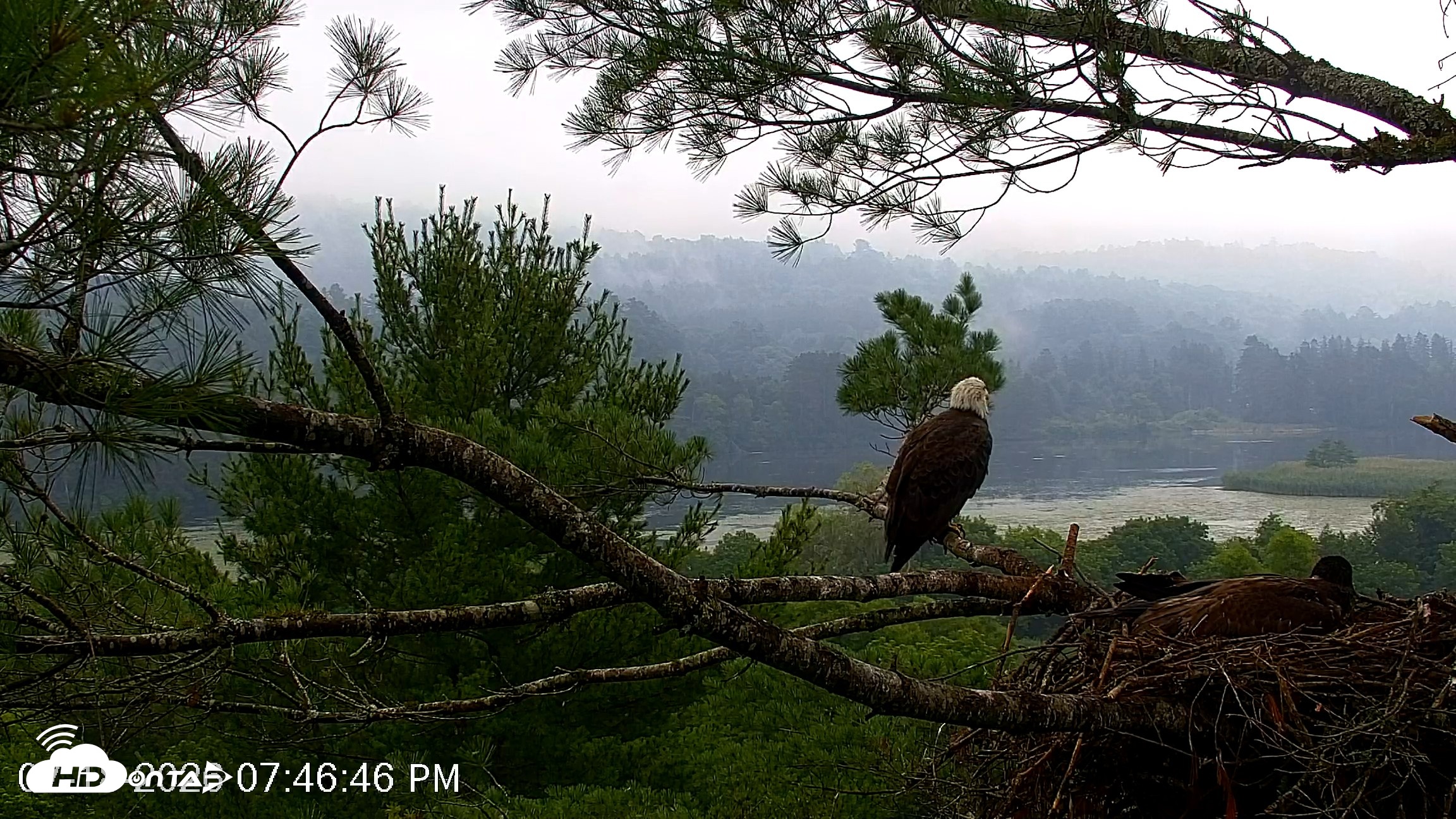 Snapshot of VINS Bald Eagles Nest Live Cams taken Jul 18, 2026, 7:47pm EDT