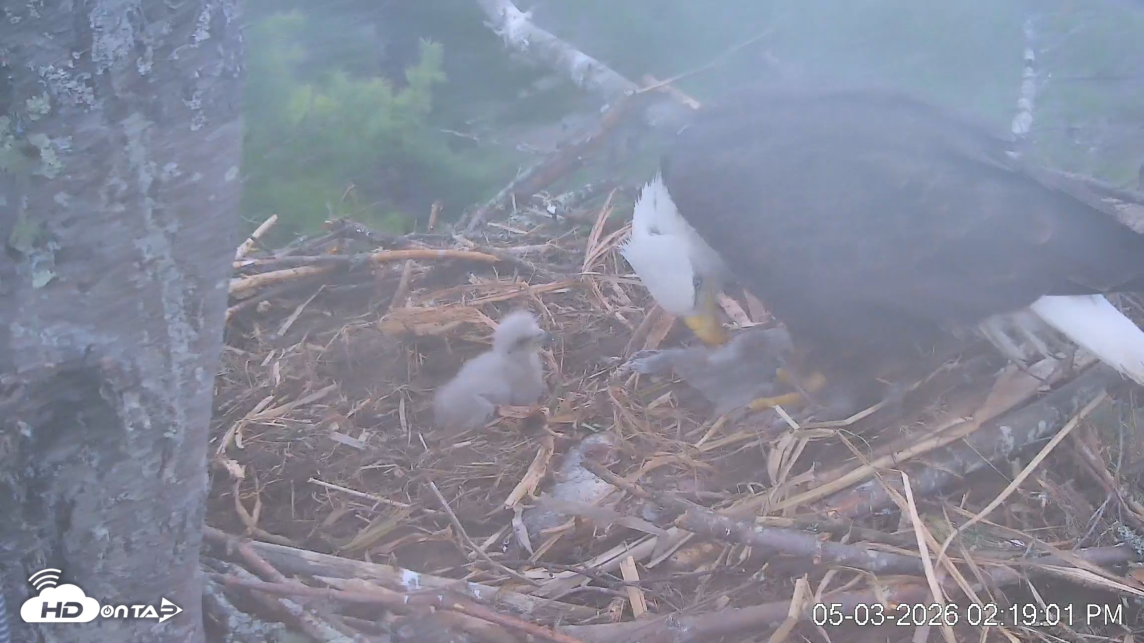 Snapshot of VINS Bald Eagles Nest Live Cams taken May 3, 2026, 2:19pm EDT