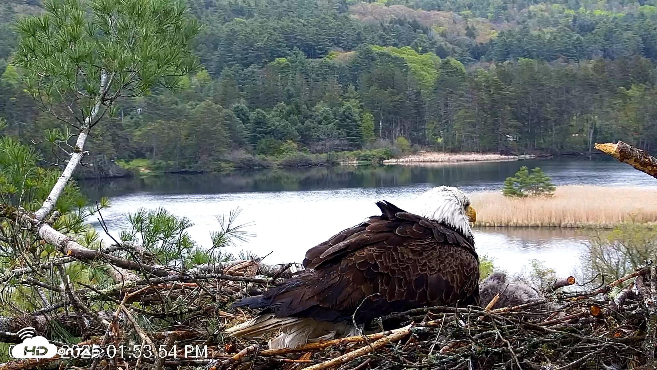 Snapshot of VINS Bald Eagles Nest Live Cams taken May 13, 2026, 1:54pm EDT