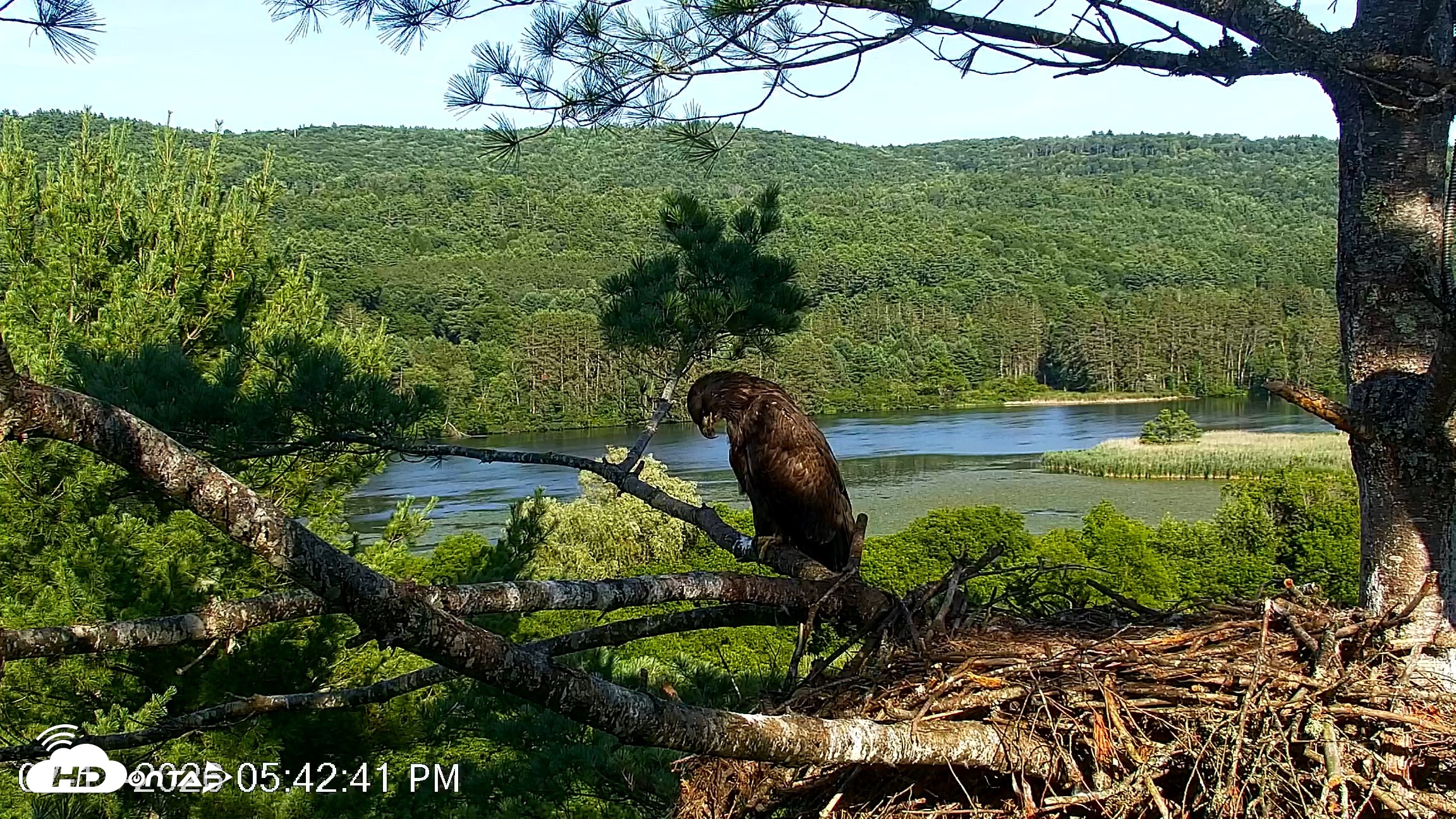 Snapshot of VINS Bald Eagles Nest Live Cams taken Jul 17, 2026, 5:43pm EDT
