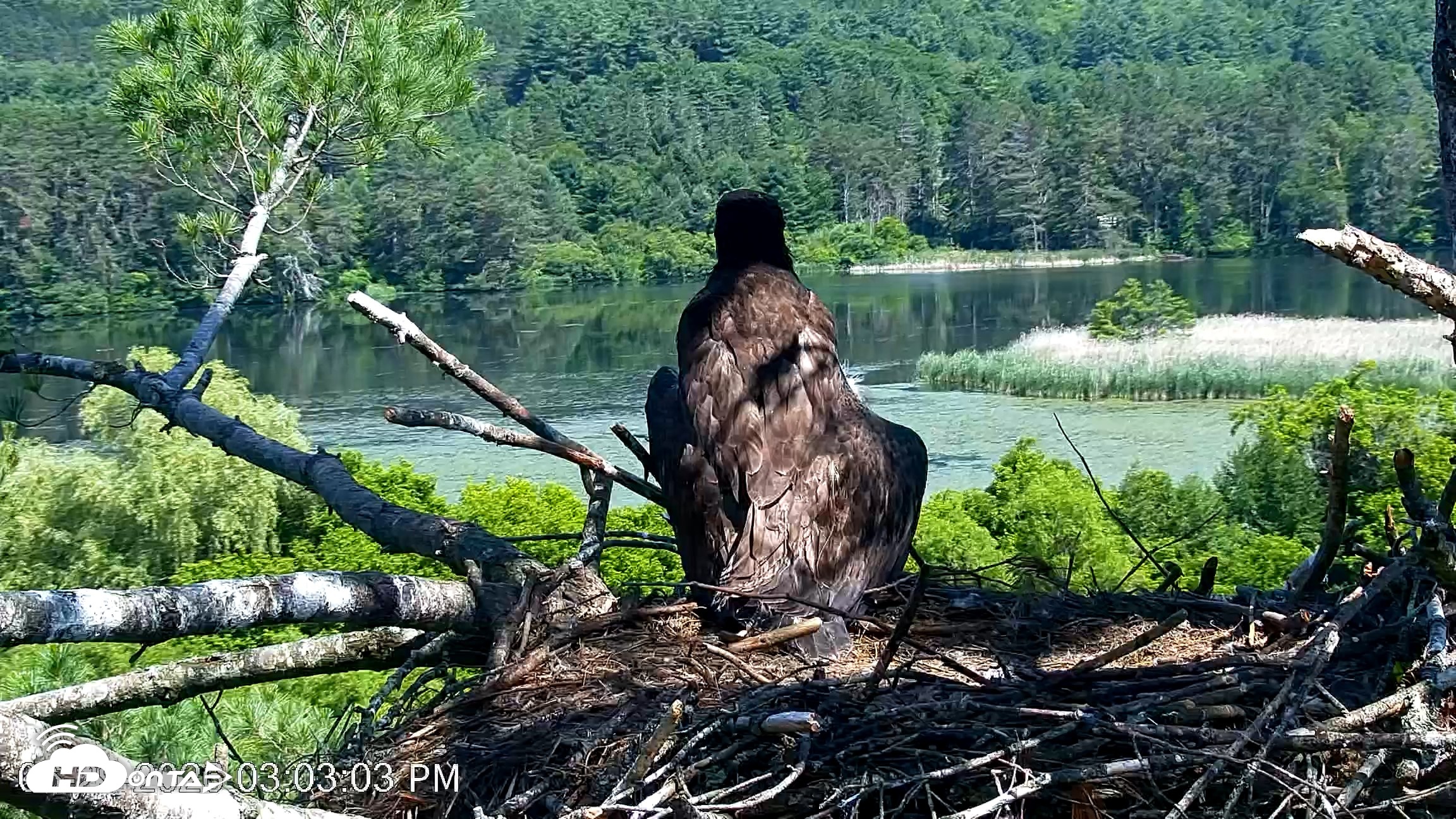 Snapshot of VINS Bald Eagles Nest Live Cams taken Jun 29, 2026, 3:03pm EDT