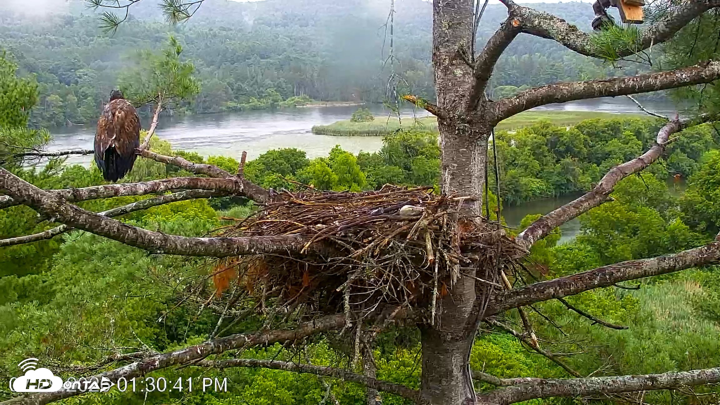 Snapshot of VINS Bald Eagles Nest Live Cams taken Jul 29, 2026, 1:31pm EDT