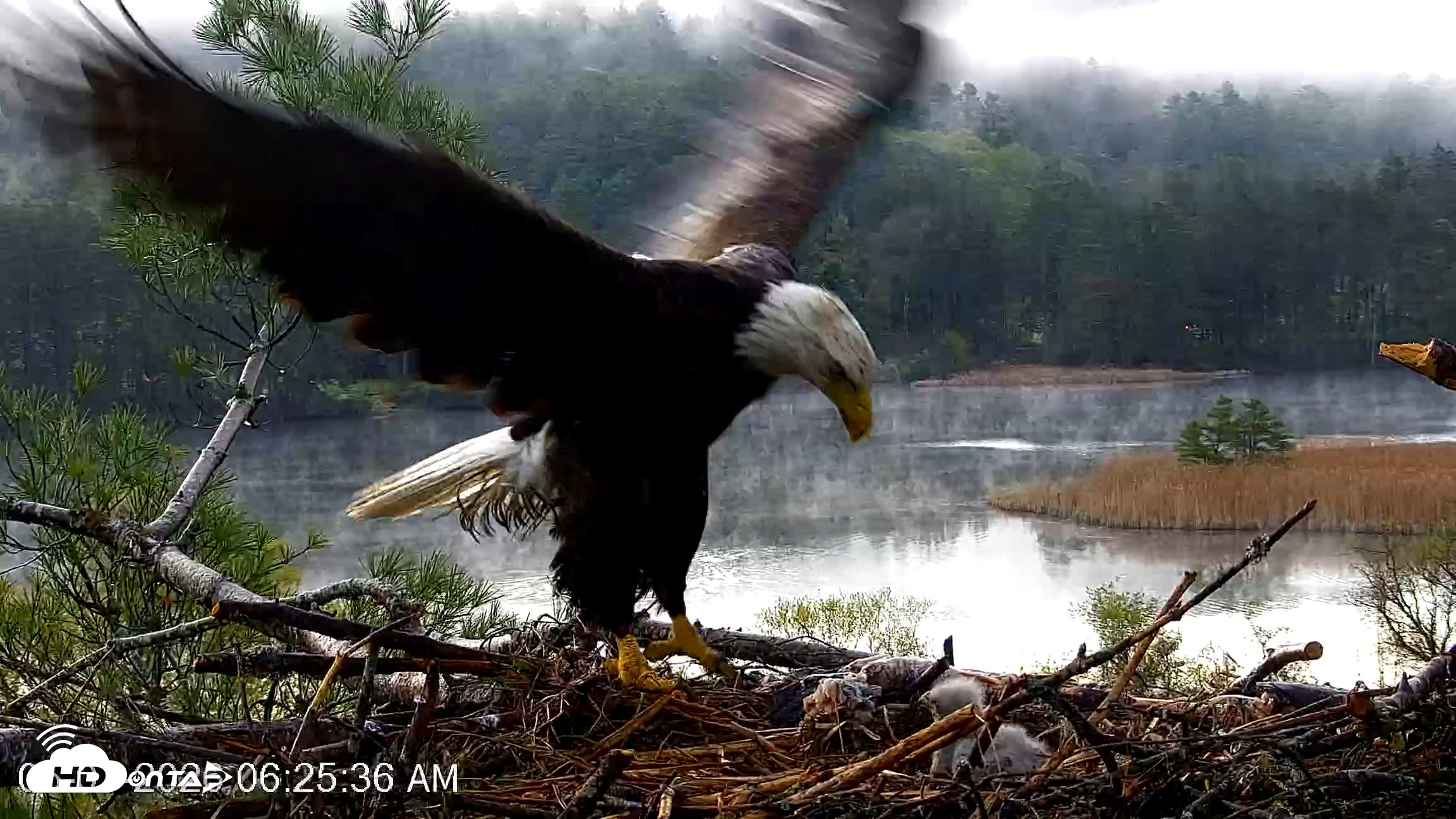Snapshot of VINS Bald Eagles Nest Live Cams taken May 7, 2026, 6:27am EDT