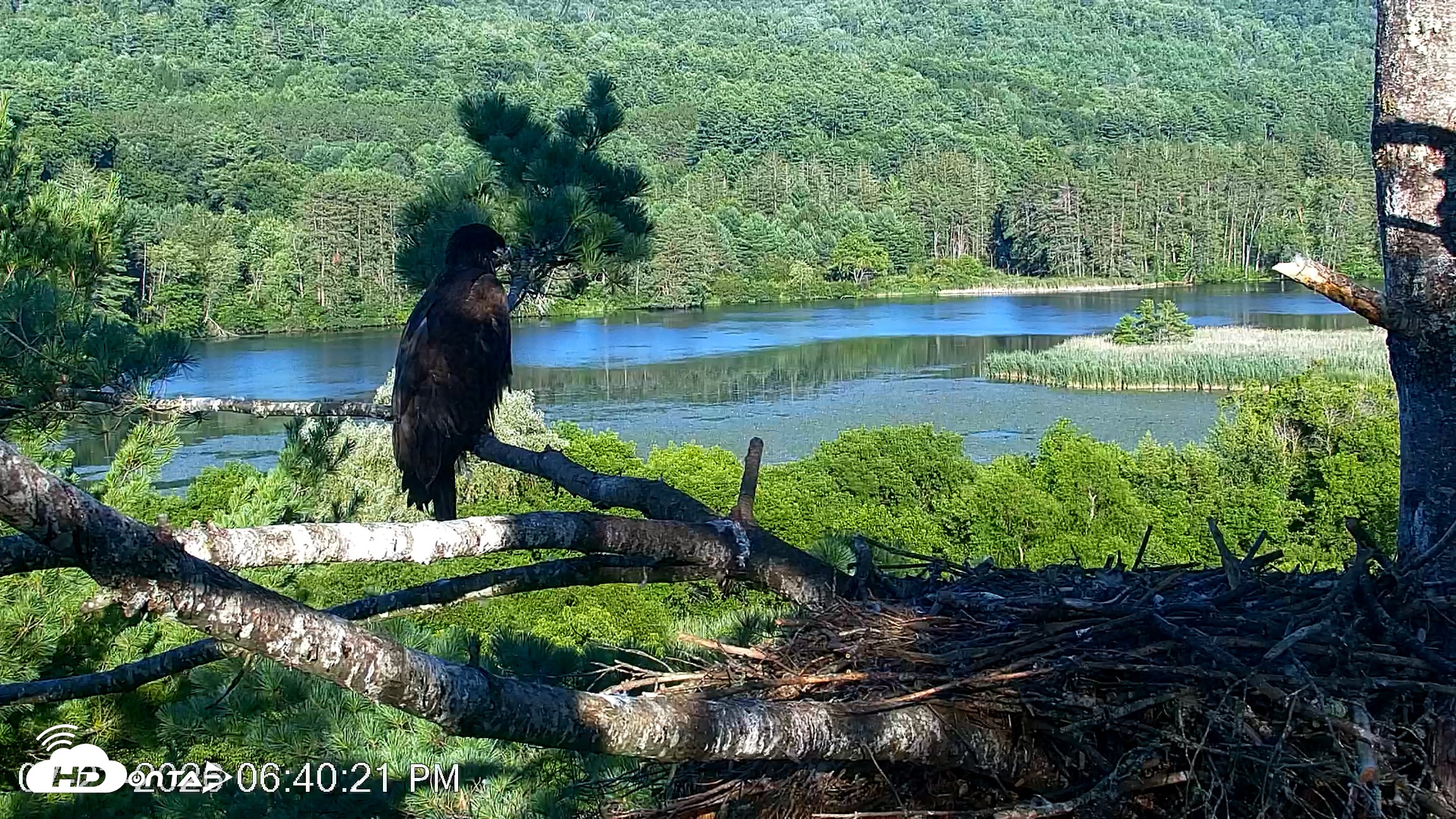 Snapshot of VINS Bald Eagles Nest Live Cams taken Jul 23, 2026, 6:40pm EDT