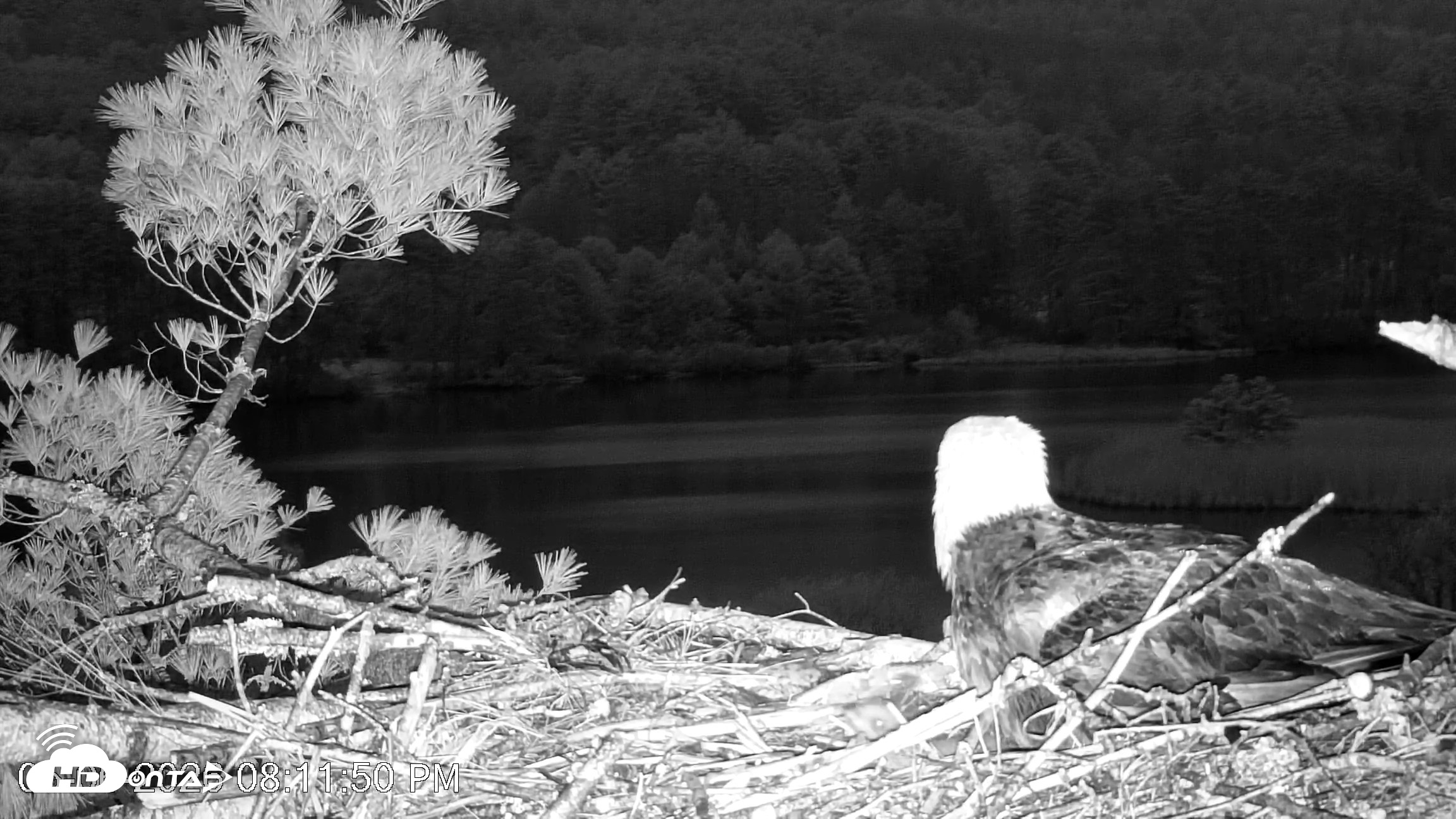 Snapshot of VINS Bald Eagles Nest Live Cams taken May 6, 2026, 8:12pm EDT