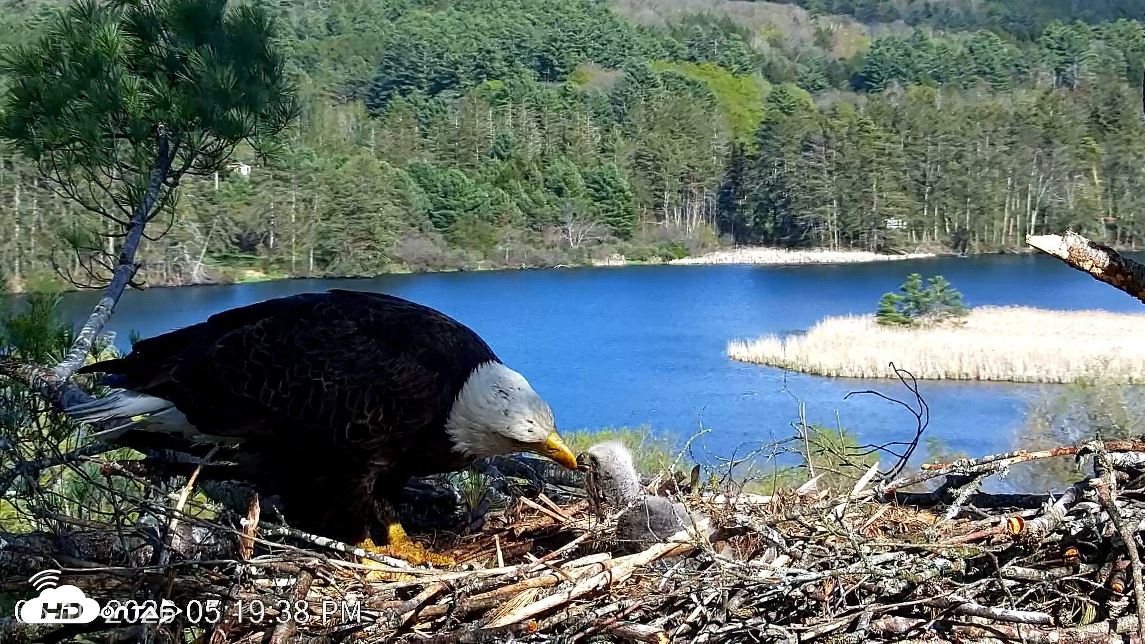 Snapshot of VINS Bald Eagles Nest Live Cams taken May 10, 2026, 5:20pm EDT