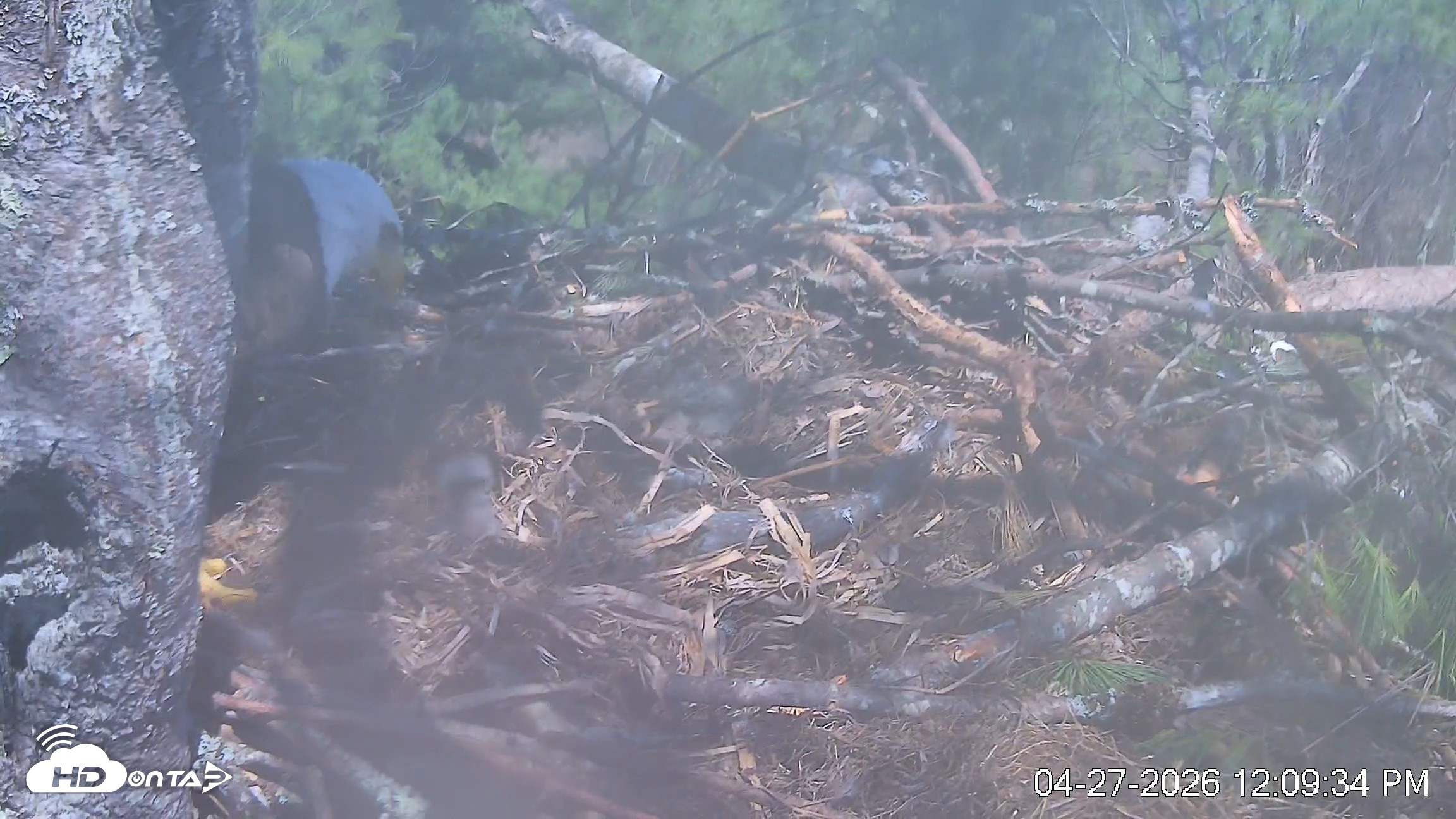 Snapshot of VINS Bald Eagles Nest Live Cams taken Apr 27, 2026, 12:10pm EDT