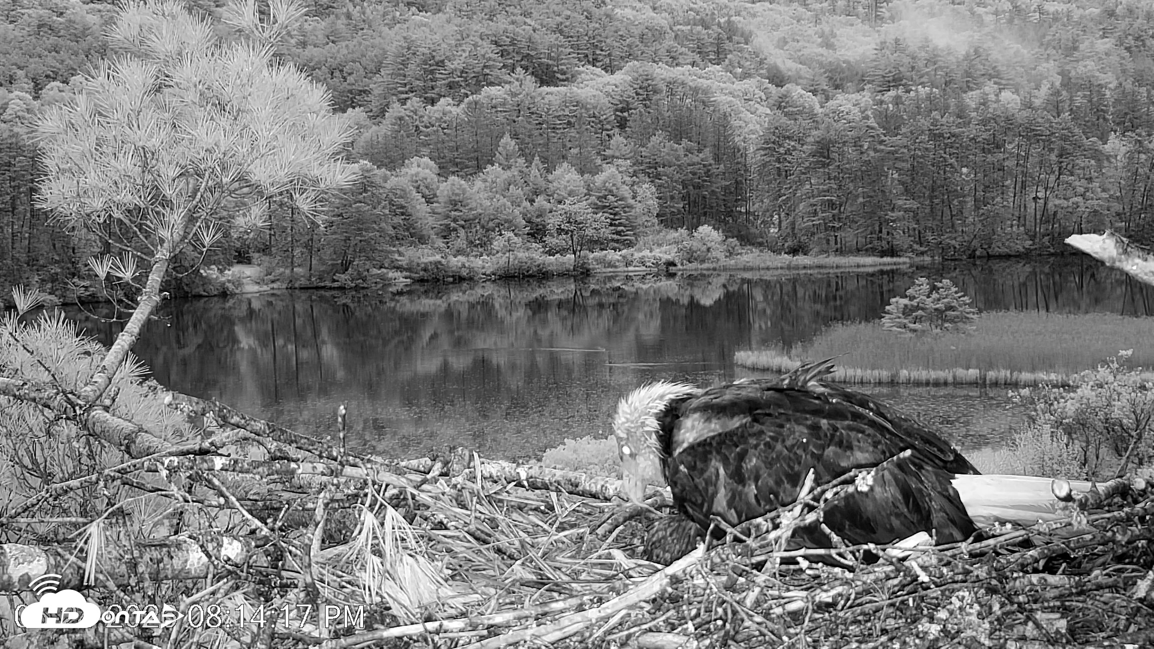 Snapshot of VINS Bald Eagles Nest Live Cams taken May 24, 2026, 8:15pm EDT