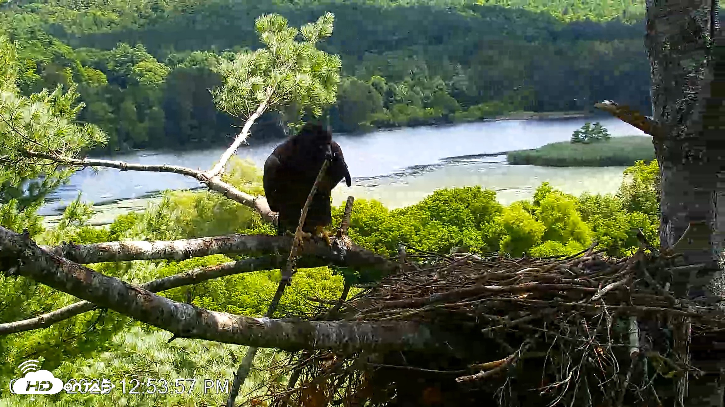 Snapshot of VINS Bald Eagles Nest Live Cams taken Jul 23, 2026, 12:54pm EDT