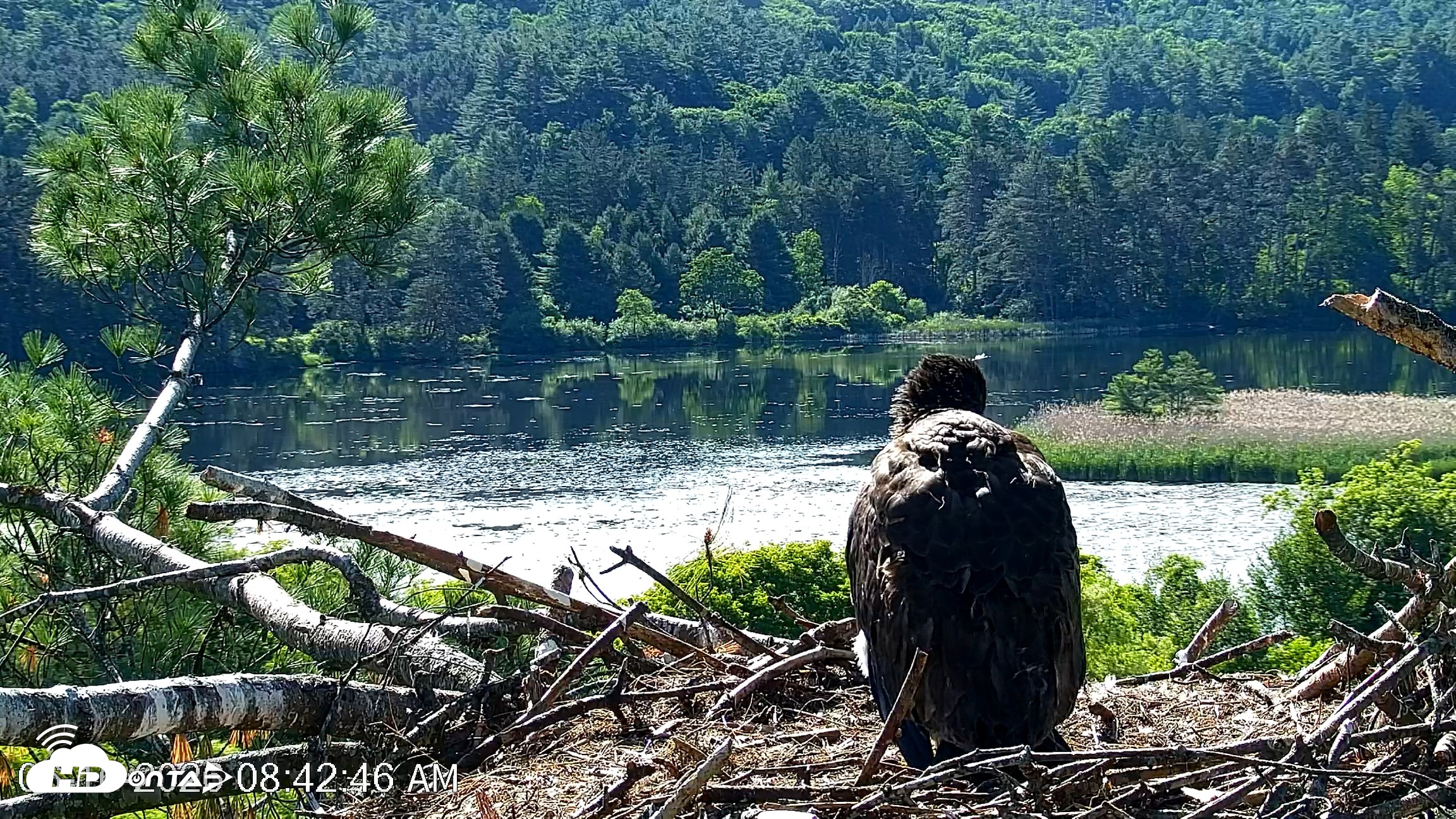 Snapshot of VINS Bald Eagles Nest Live Cams taken Jun 16, 2026, 8:43am EDT