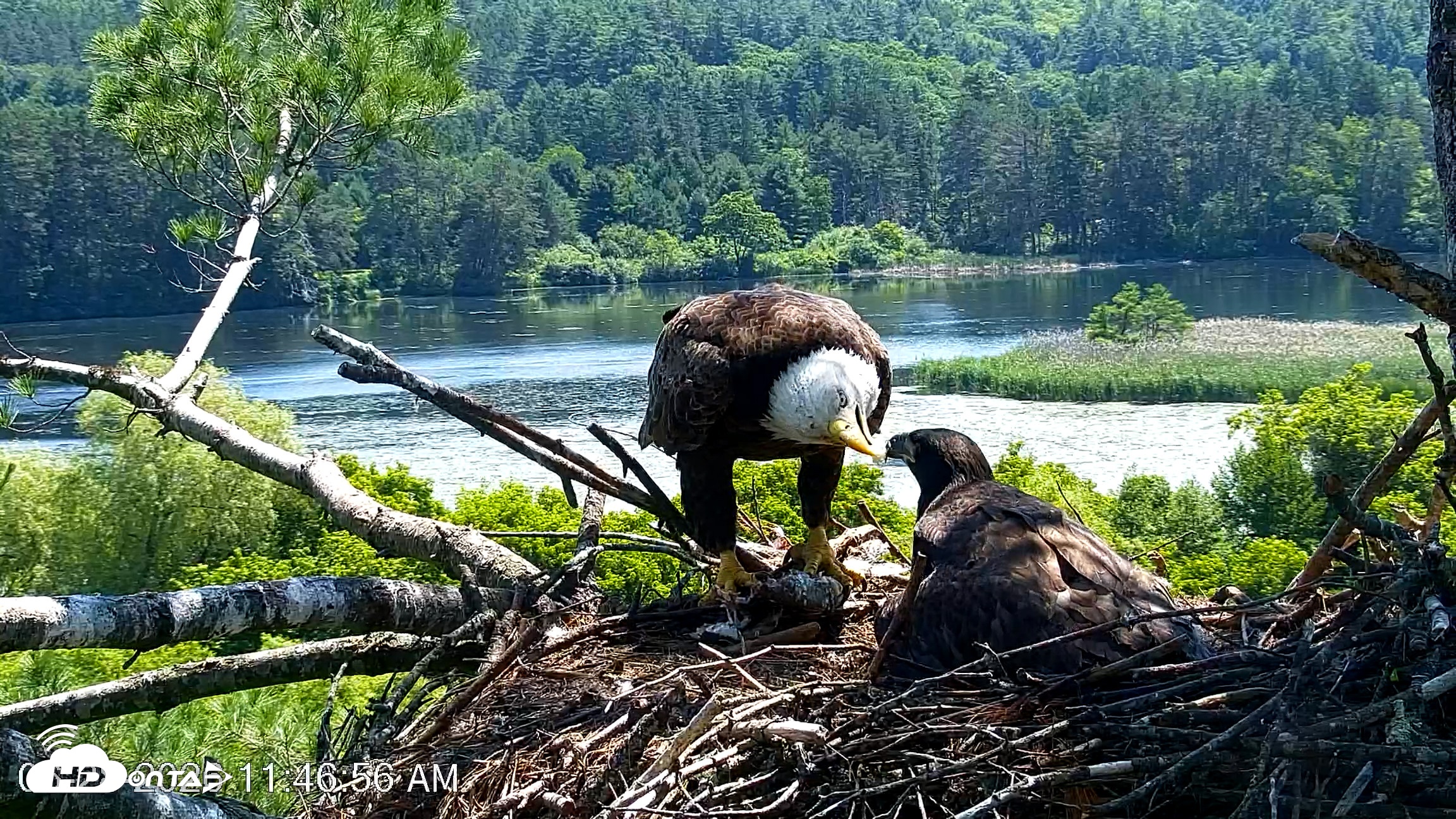 Snapshot of VINS Bald Eagles Nest Live Cams taken Jun 28, 2026, 11:47am EDT