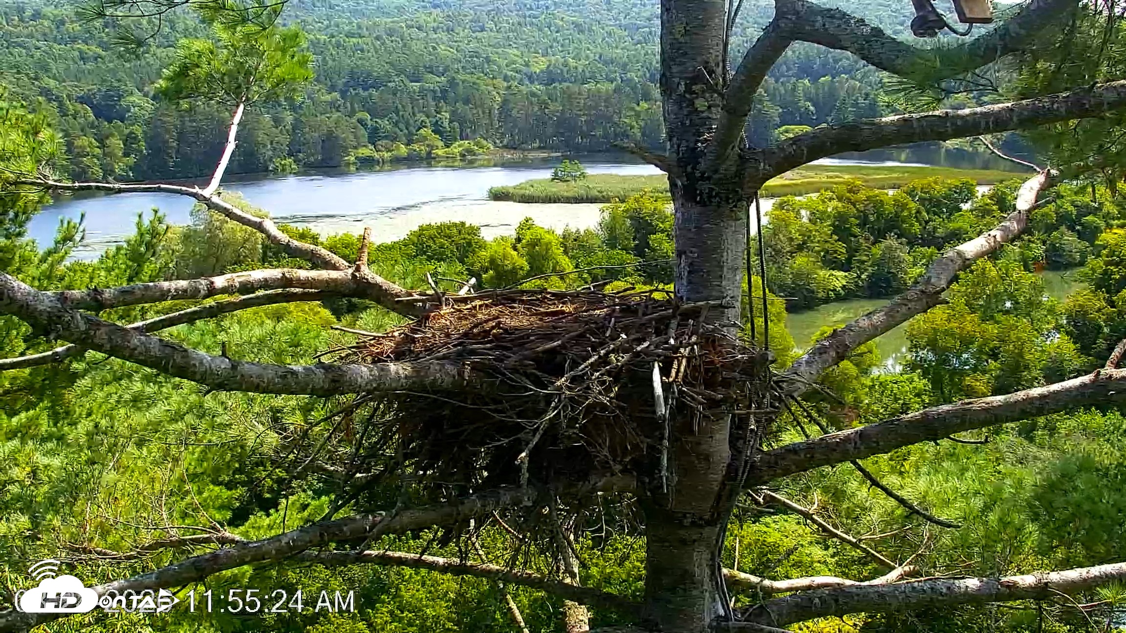 Snapshot of VINS Bald Eagles Nest Live Cams taken Aug 24, 2026, 11:56am EDT