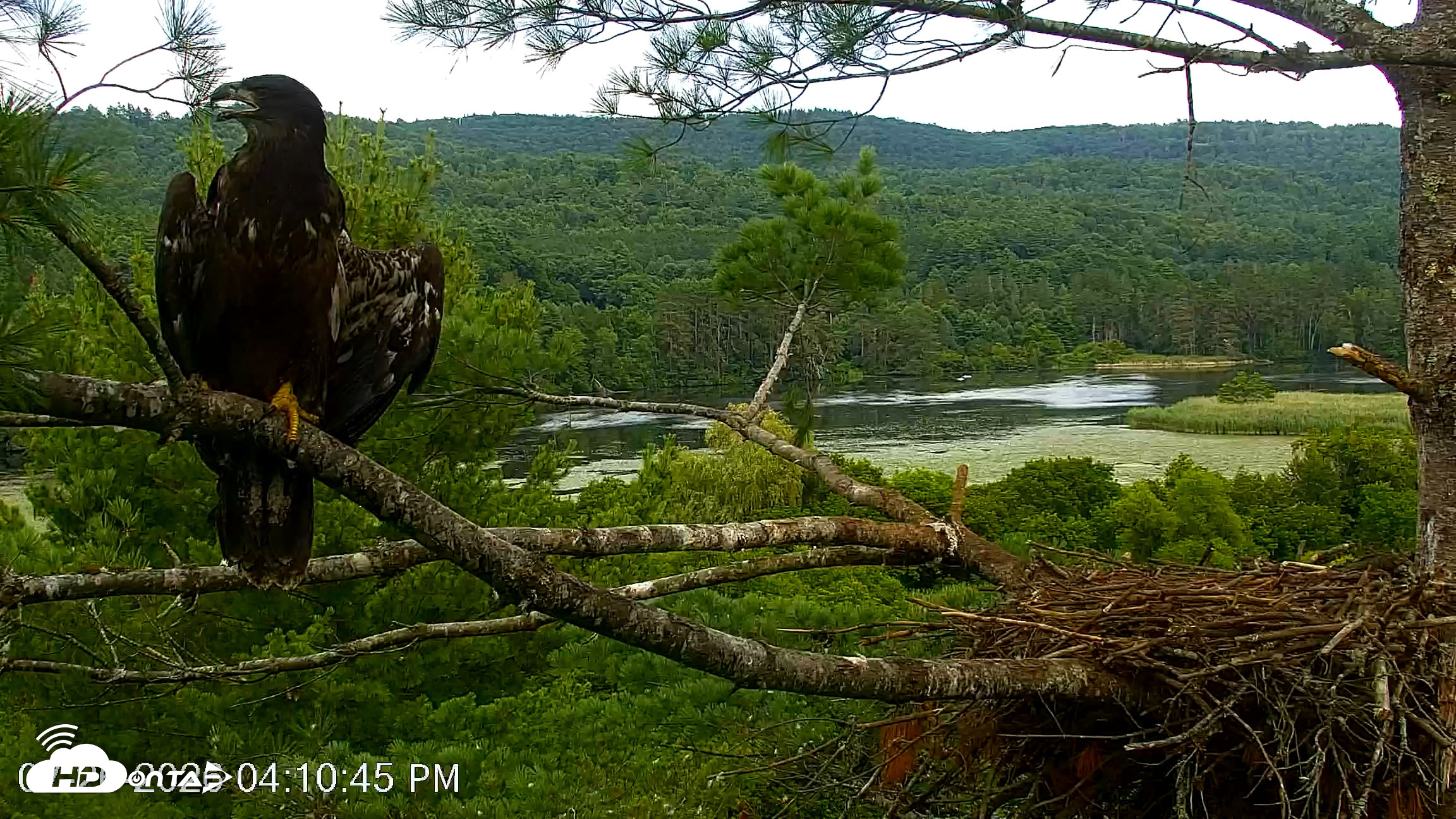 Snapshot of VINS Bald Eagles Nest Live Cams taken Jul 26, 2026, 4:11pm EDT