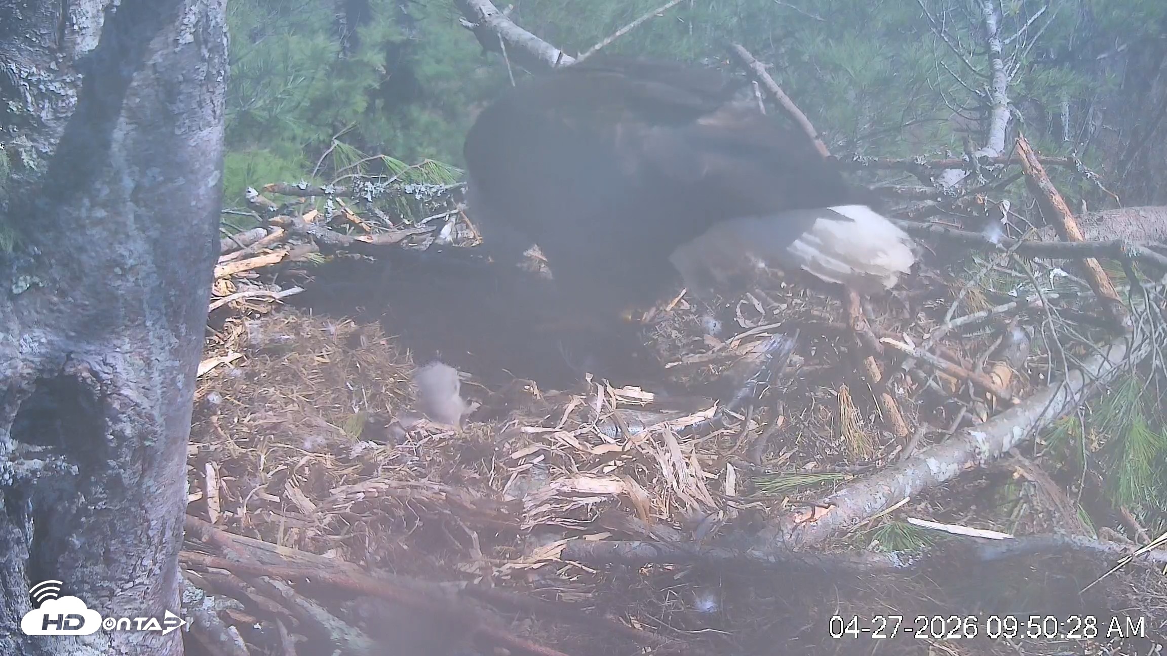 Snapshot of VINS Bald Eagles Nest Live Cams taken Apr 27, 2026, 9:51am EDT