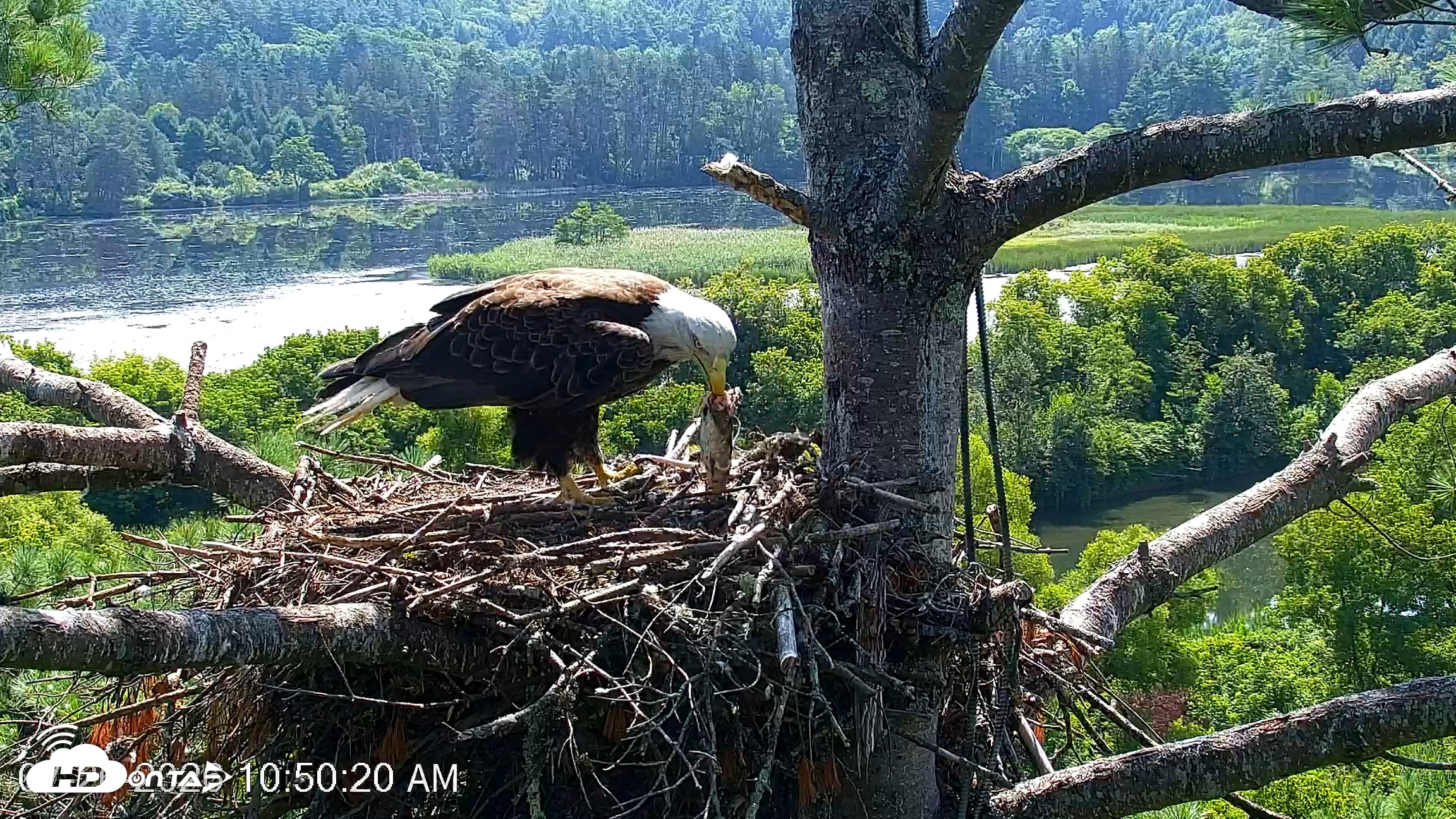 Snapshot of VINS Bald Eagles Nest Live Cams taken Jul 26, 2026, 10:51am EDT