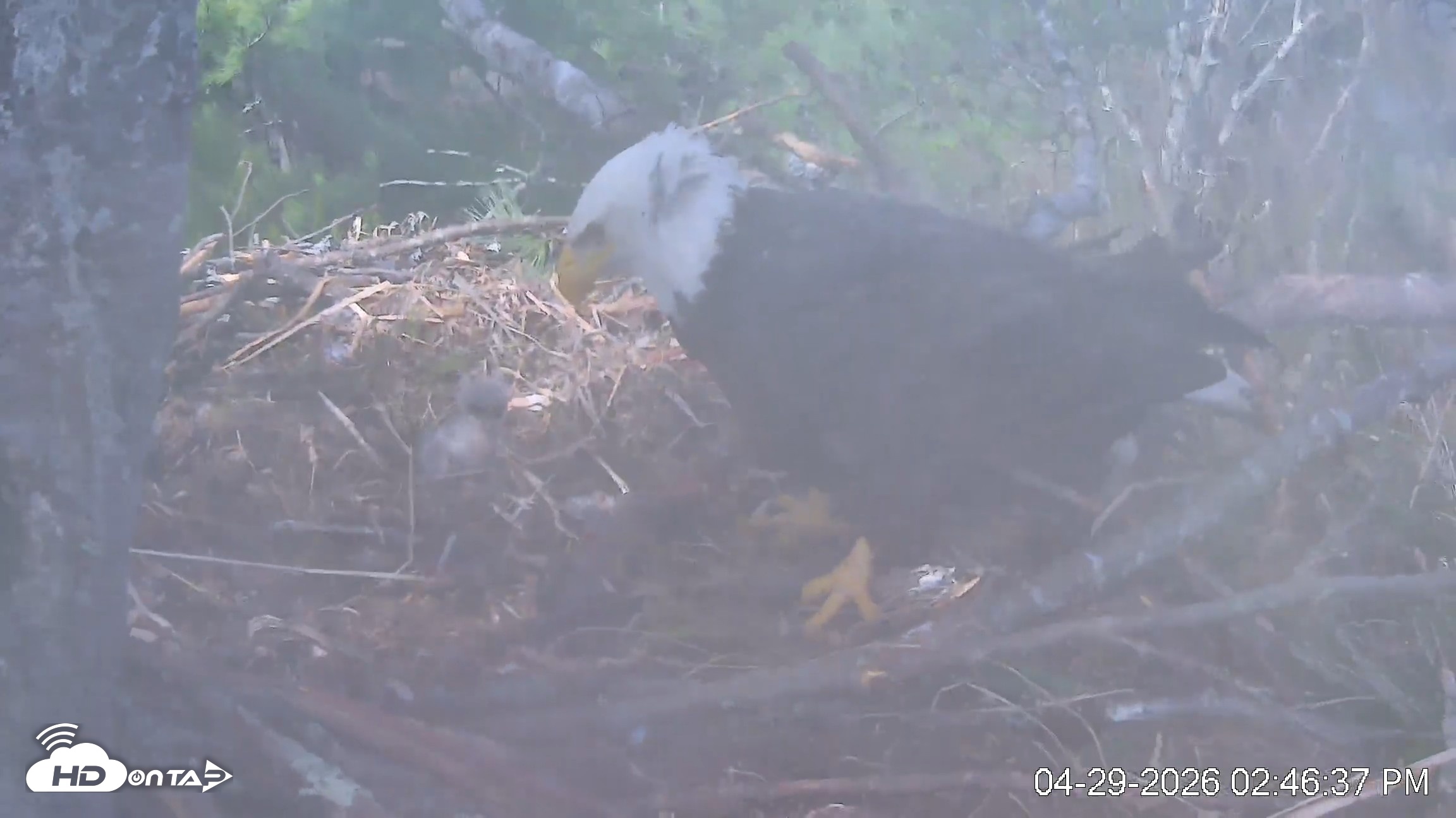Snapshot of VINS Bald Eagles Nest Live Cams taken Apr 29, 2026, 2:47pm EDT