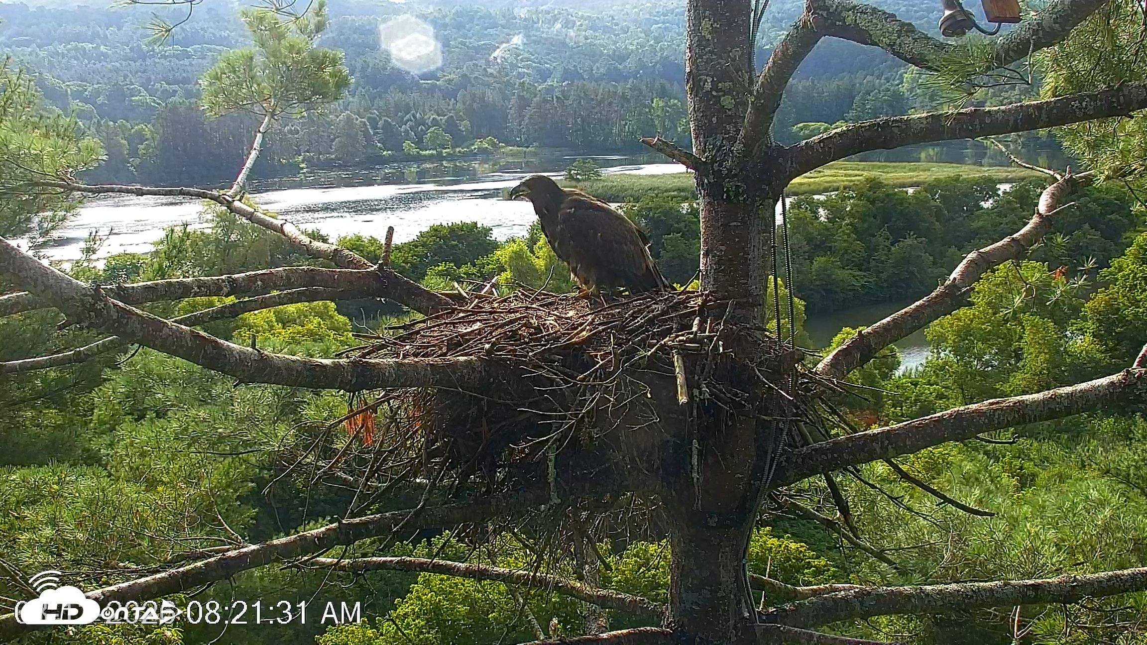 Snapshot of VINS Bald Eagles Nest Live Cams taken Aug 13, 2026, 8:22am EDT