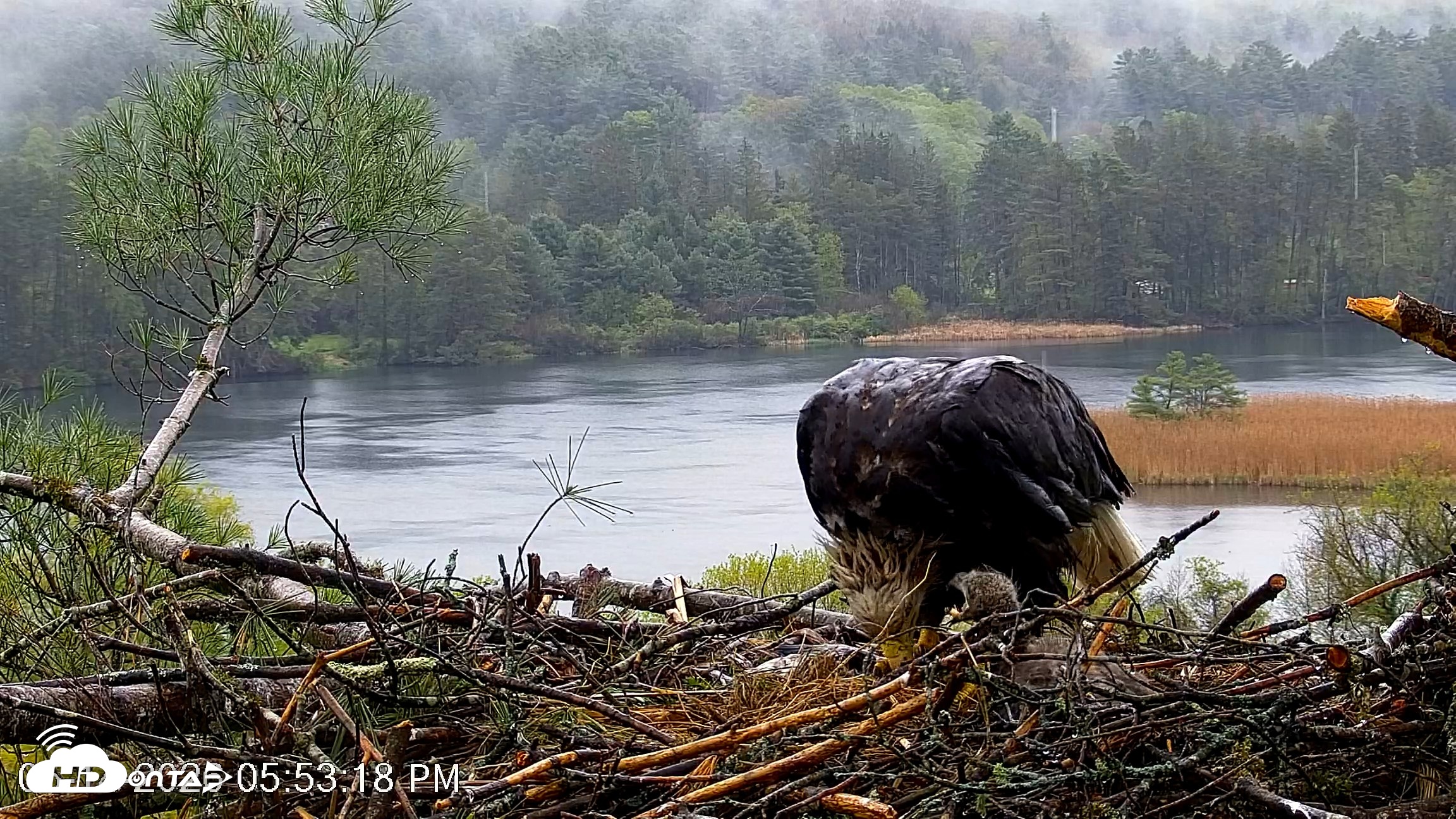 Snapshot of VINS Bald Eagles Nest Live Cams taken May 14, 2026, 5:54pm EDT