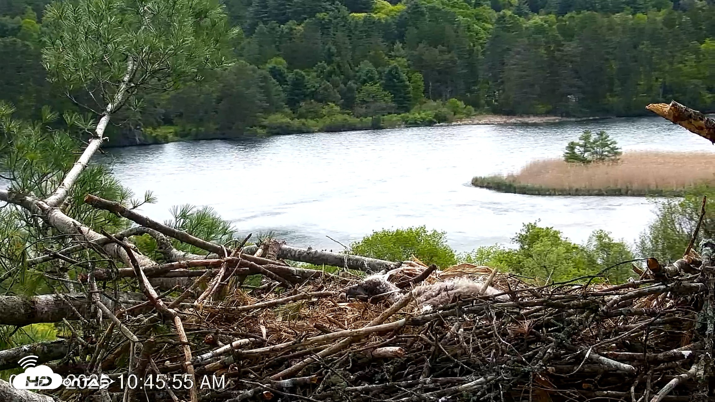 Snapshot of VINS Bald Eagles Nest Live Cams taken May 21, 2026, 10:46am EDT