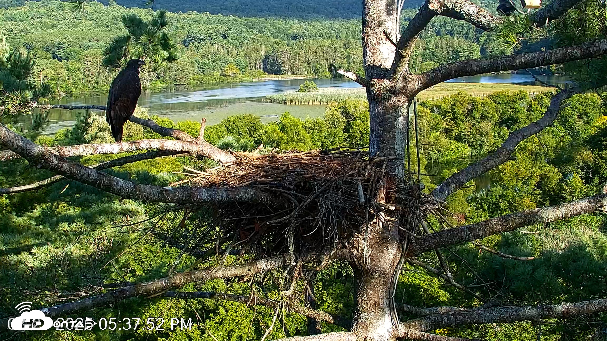 Snapshot of VINS Bald Eagles Nest Live Cams taken Aug 21, 2026, 5:38pm EDT