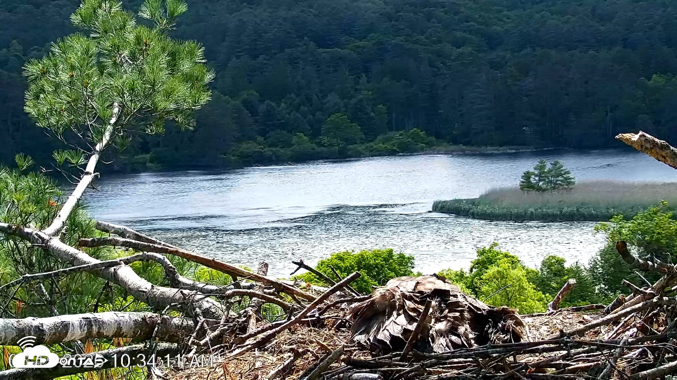 Snapshot of VINS Bald Eagles Nest Live Cams taken Jun 15, 2026, 10:34am EDT