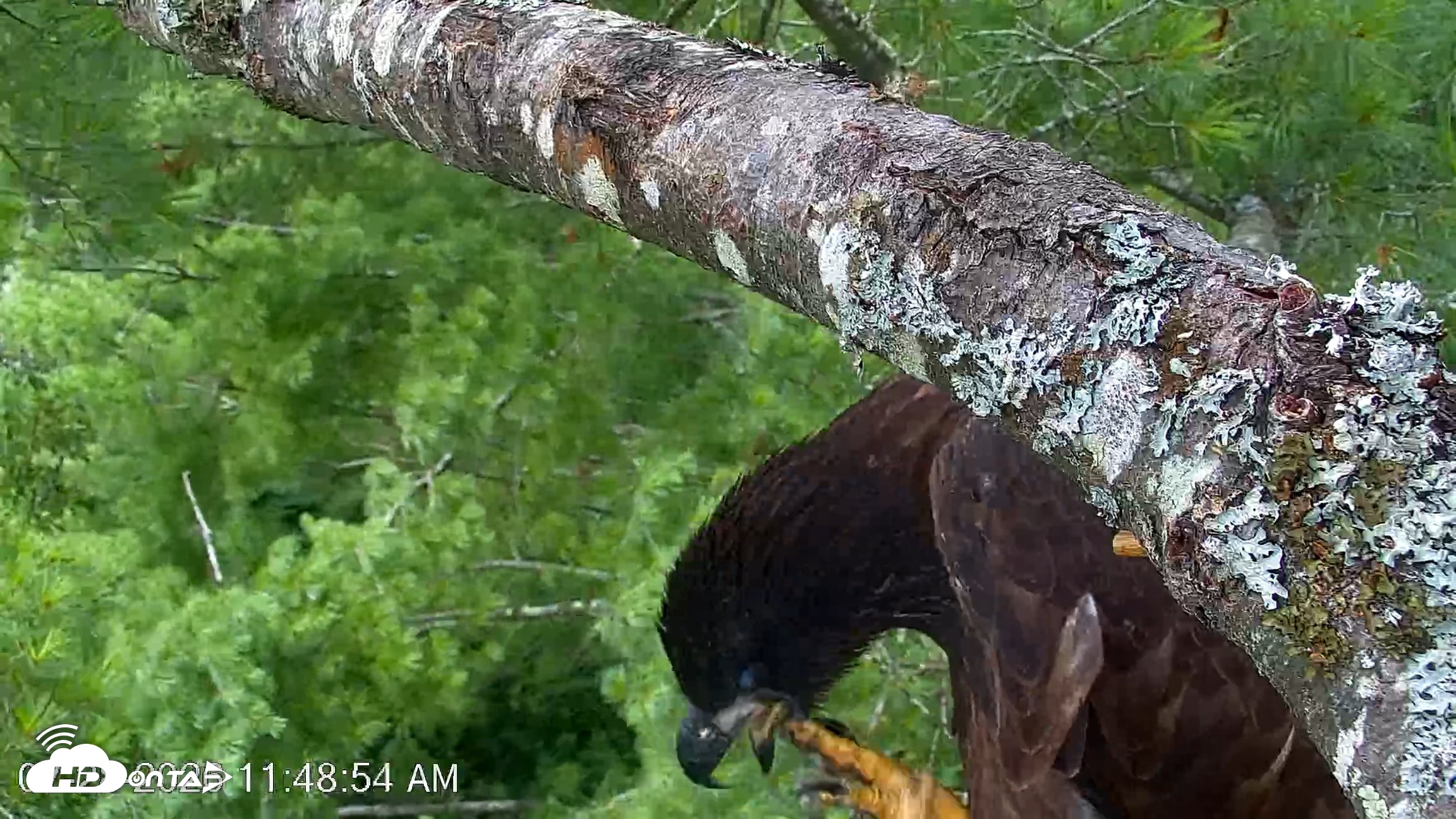 Snapshot of VINS Bald Eagles Nest Live Cams taken Jul 28, 2026, 11:49am EDT