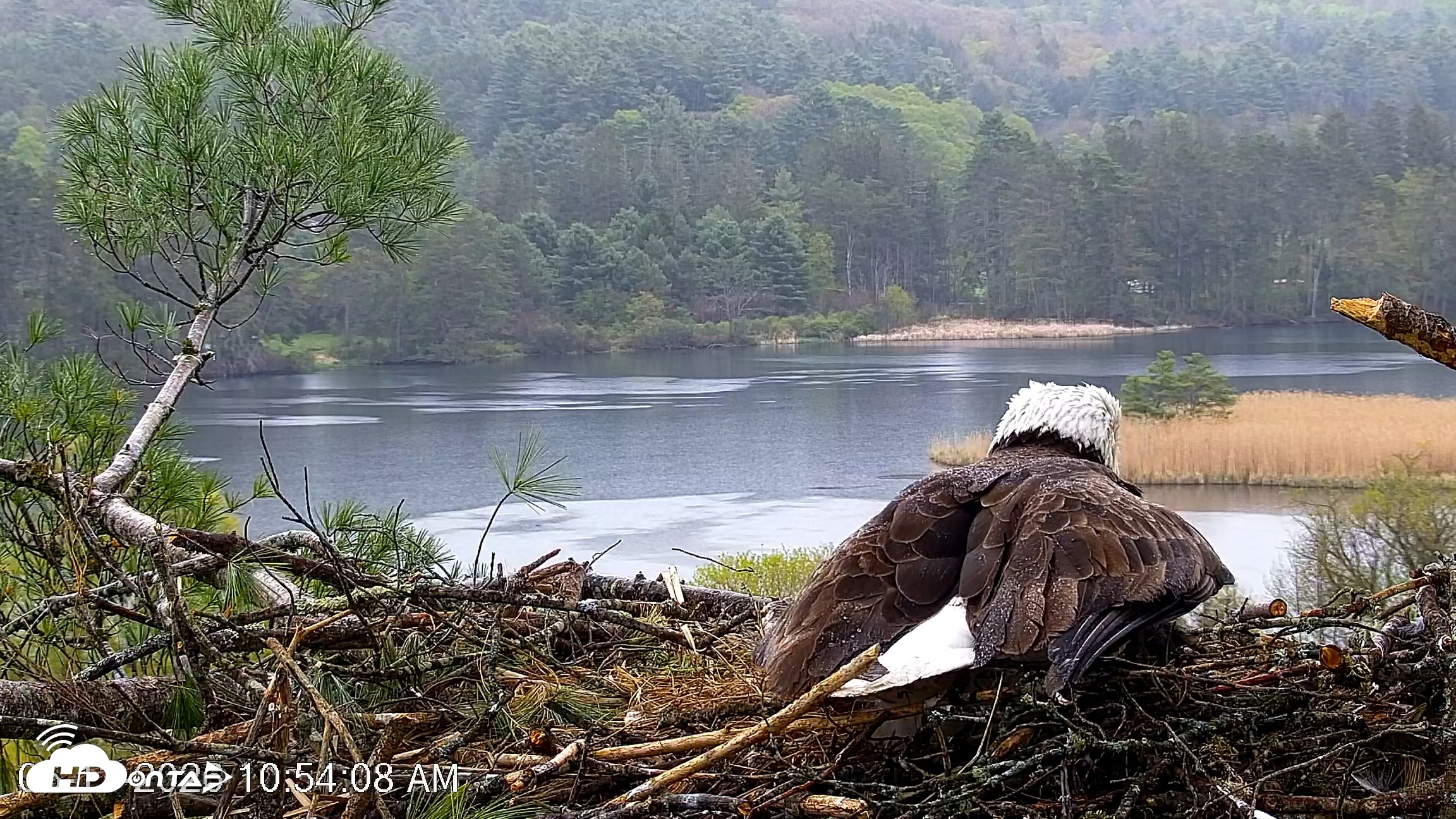 Snapshot of VINS Bald Eagles Nest Live Cams taken May 13, 2026, 10:54am EDT