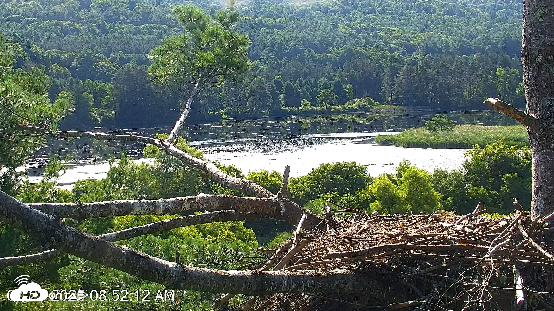Snapshot of VINS Bald Eagles Nest Live Cams taken Jul 23, 2026, 8:53am EDT